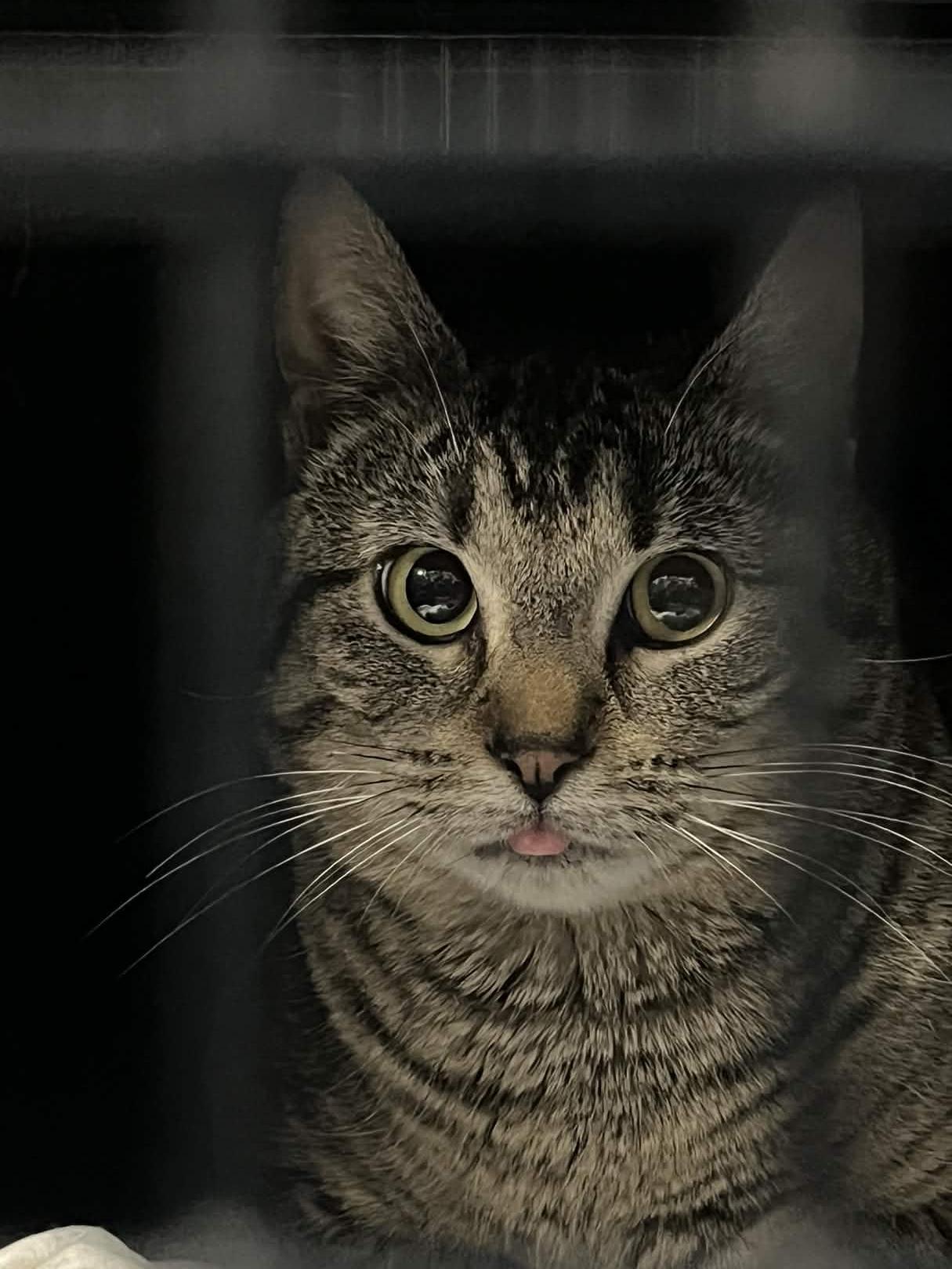 Enlarge Piper, a Adoptable Domestic Short Hair in Kenosha, WI image 4/5