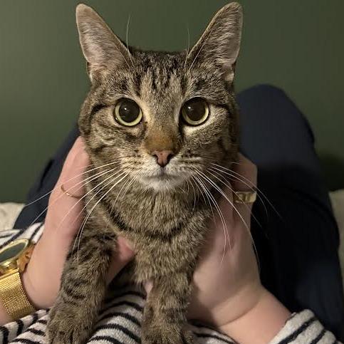 Cheeks, Adoptable, Adult Female Domestic Short Hair.