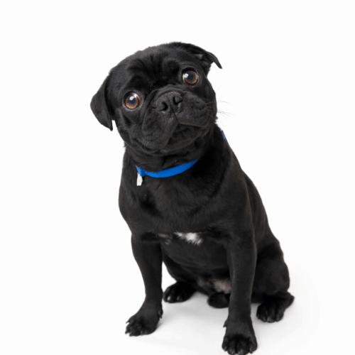 Huck, Adoptable, Young Male Pug.