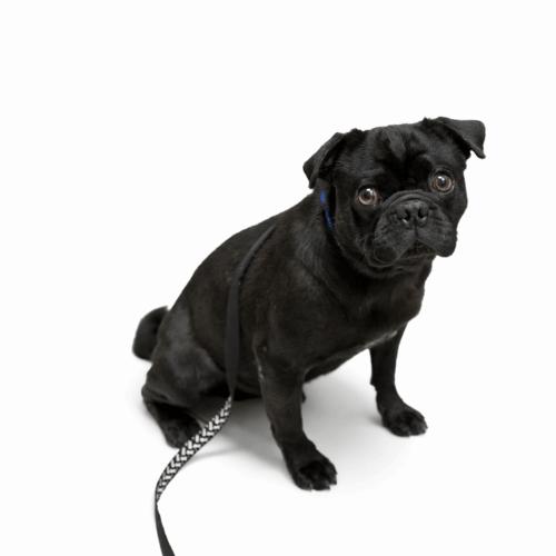 Enlarge Huck, a Adoptable Pug in Seattle, WA image 2/3