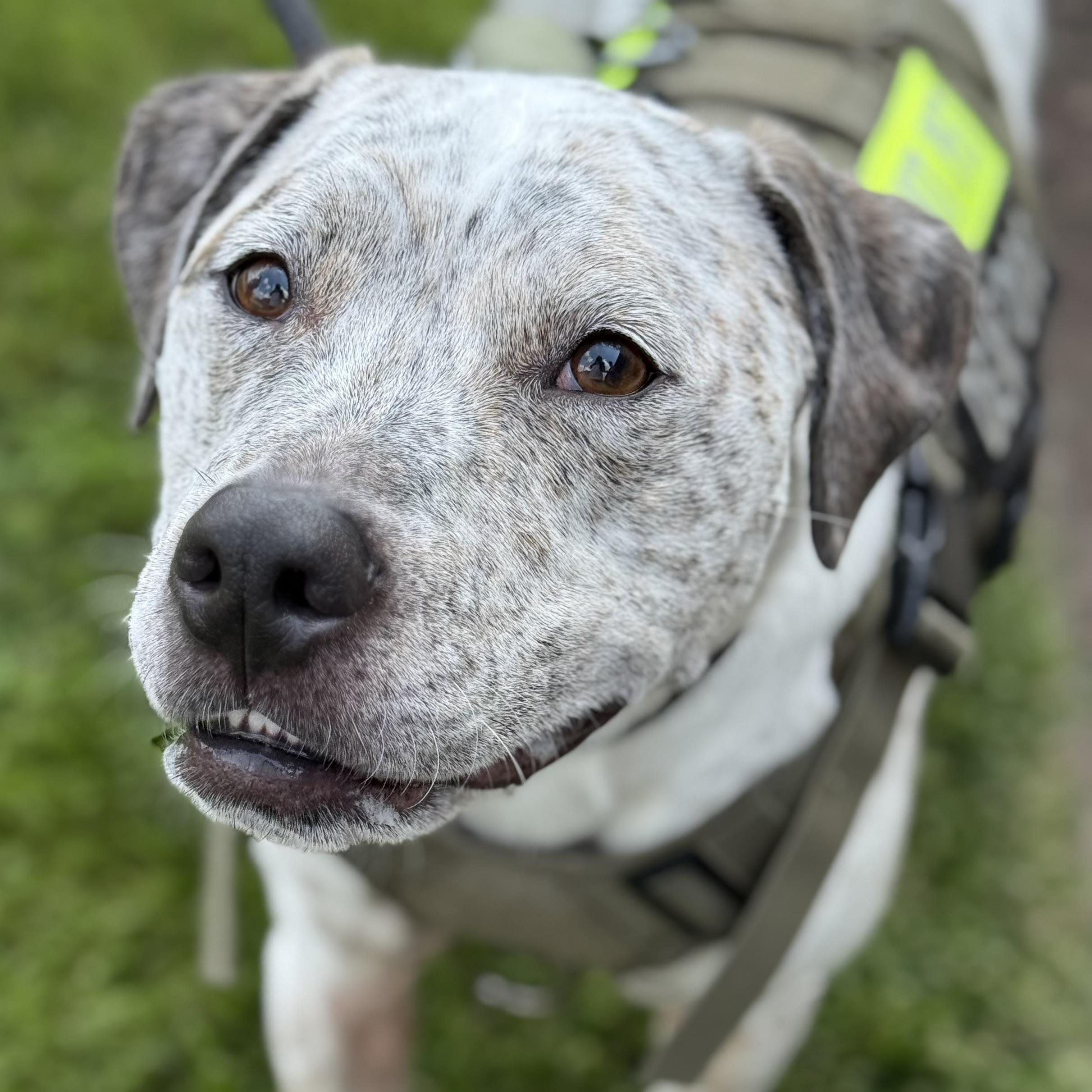 Winston, Adoptable, Adult Male American Staffordshire Terrier.