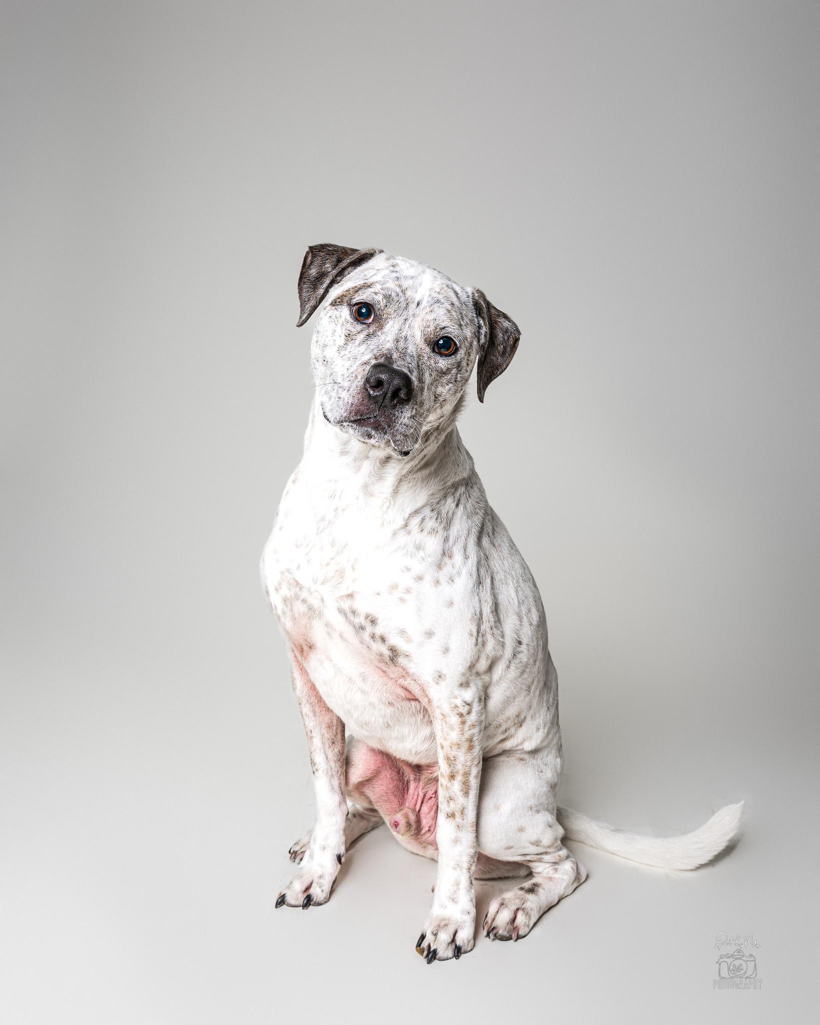 Enlarge Winston, a Adoptable mixed breed in Itasca, IL image 2/6