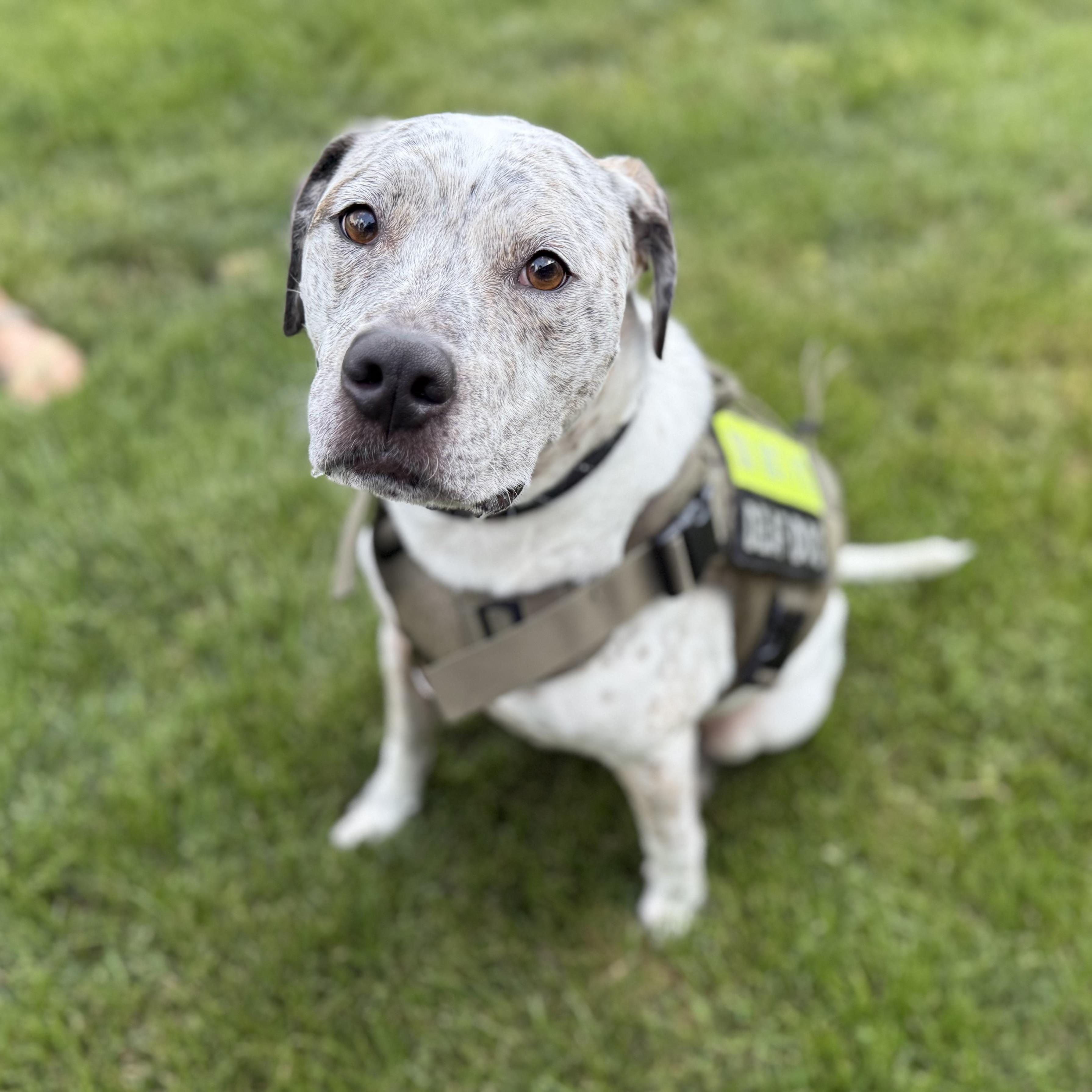 Winston, an adoptable American Staffordshire Terrier in Itasca, IL, 60143 | Photo Image 2