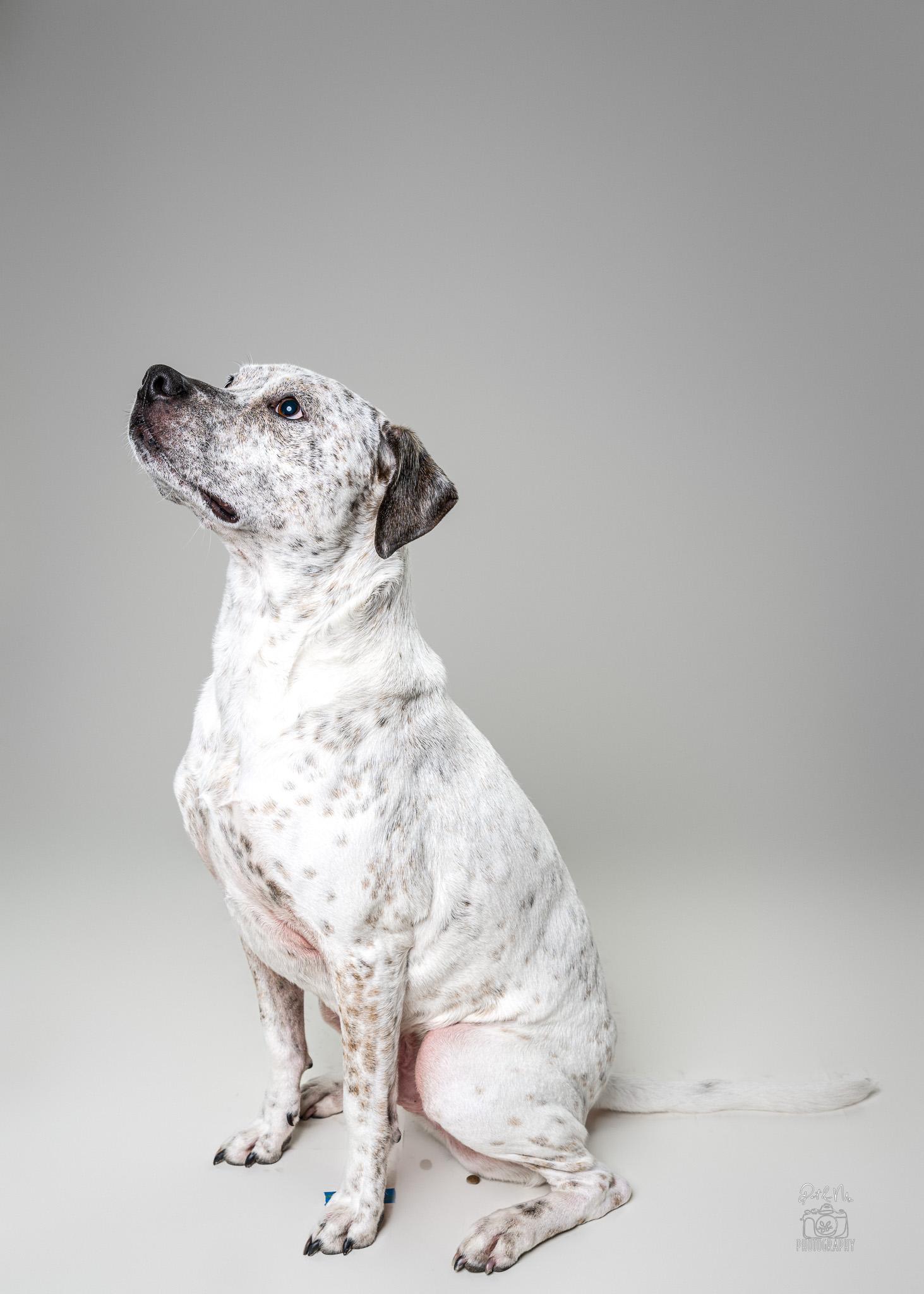 Enlarge Winston, a Adoptable mixed breed in Itasca, IL image 3/6