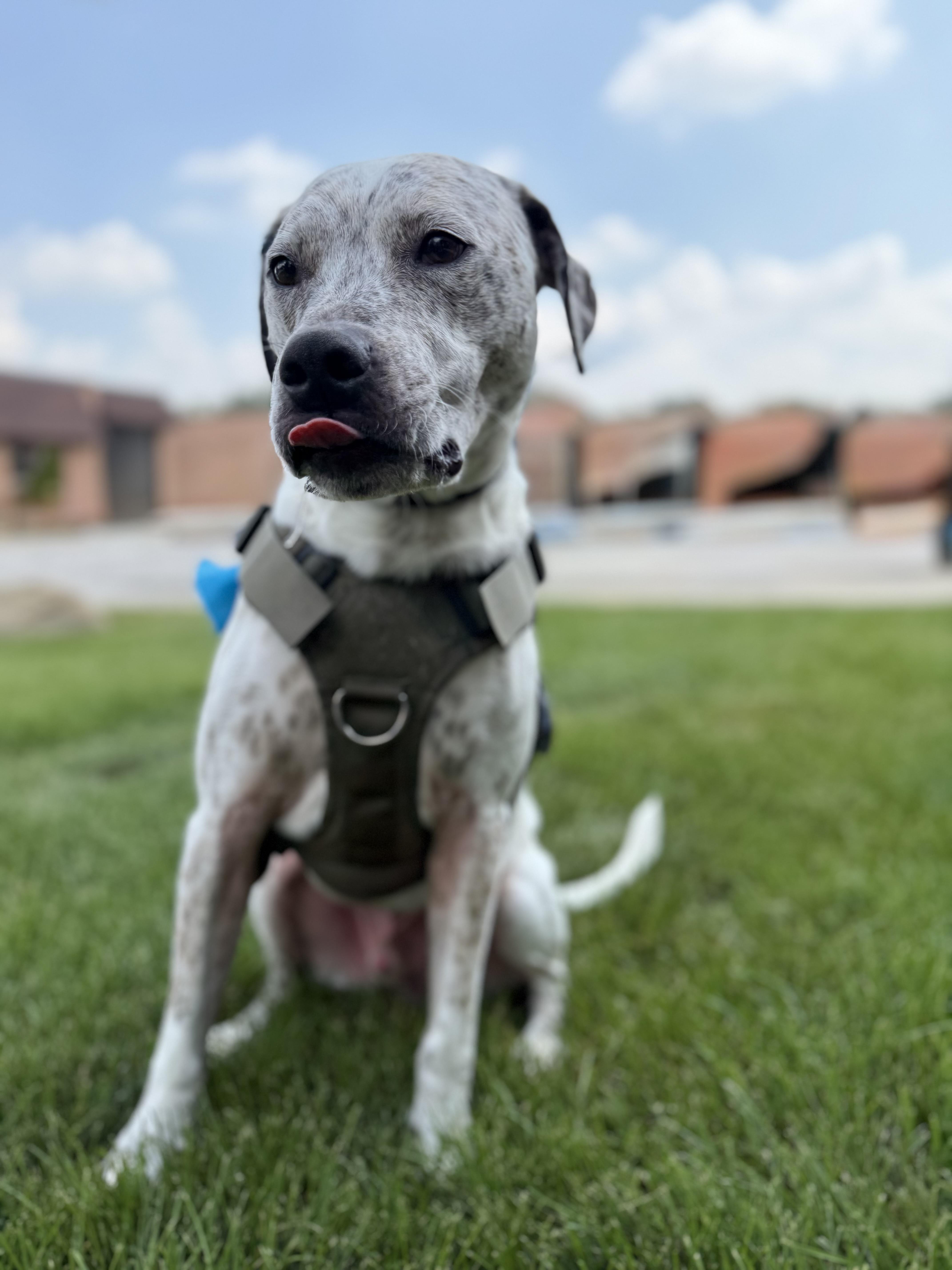 Winston, an adoptable American Staffordshire Terrier in Itasca, IL, 60143 | Photo Image 4