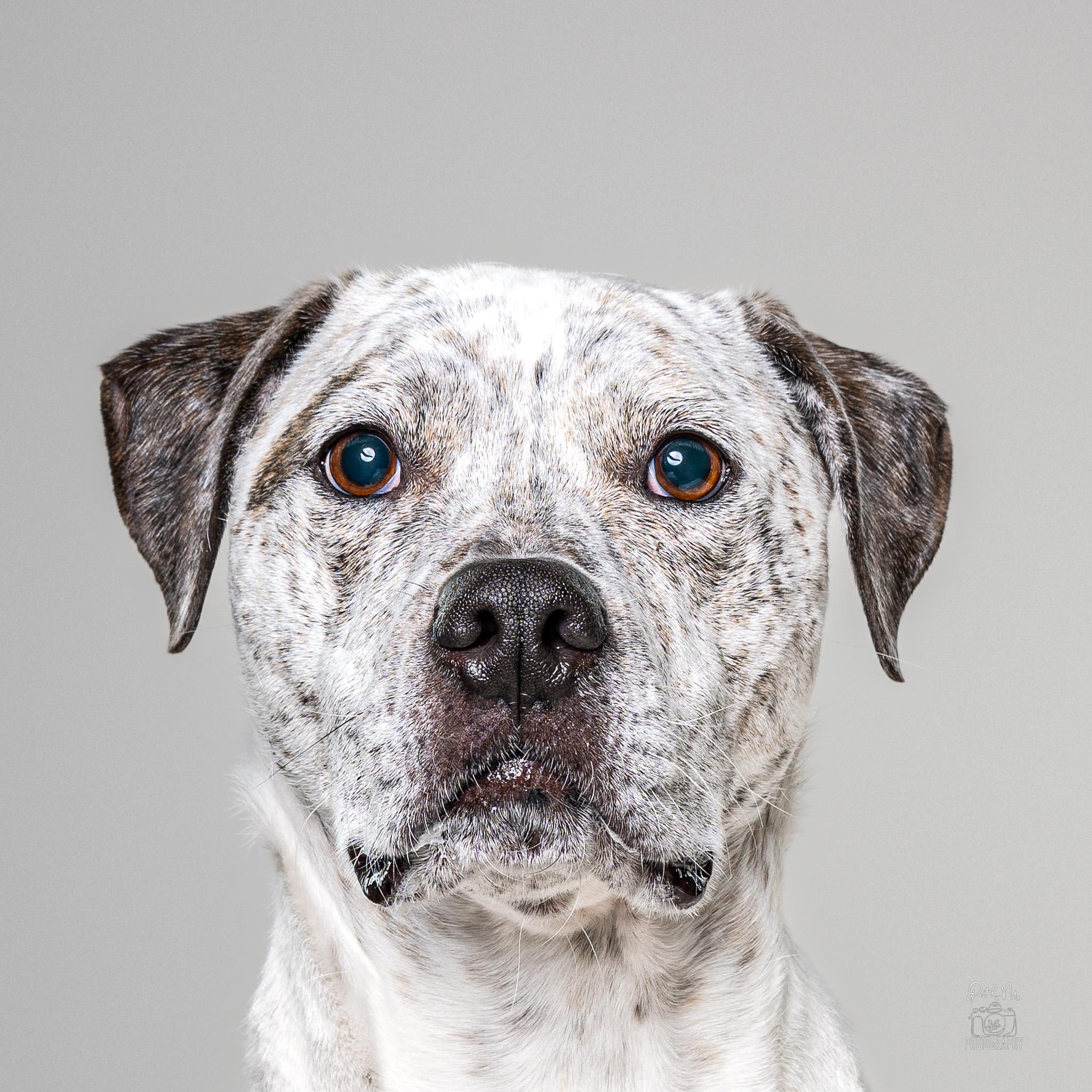 Enlarge Winston, a Adoptable mixed breed in Itasca, IL image 1/6