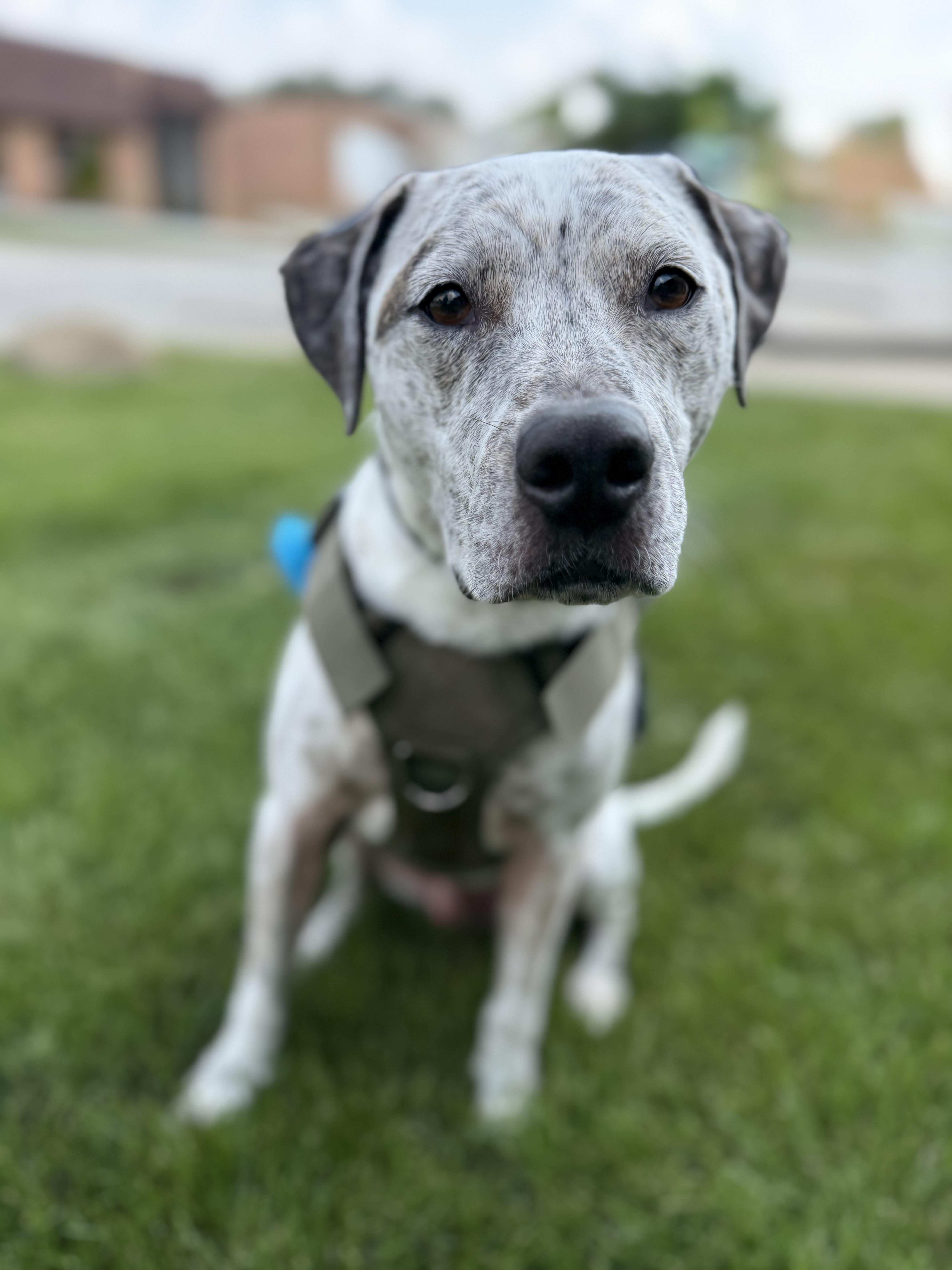 Winston, a Adoptable mixed breed in Itasca, IL image 4/6
