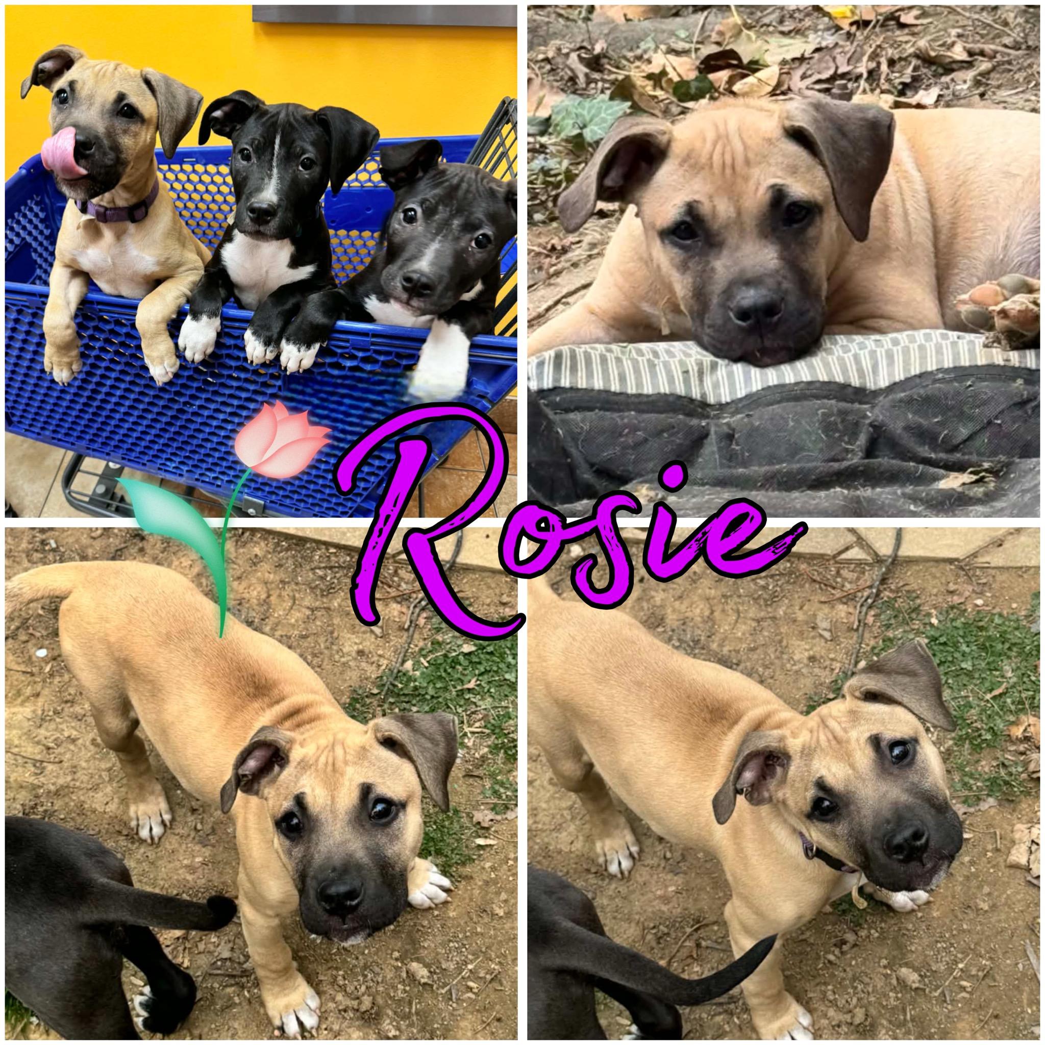 Enlarge Rosie, a ADOPTABLE mixed breed in Hatfield, PA image 1/1