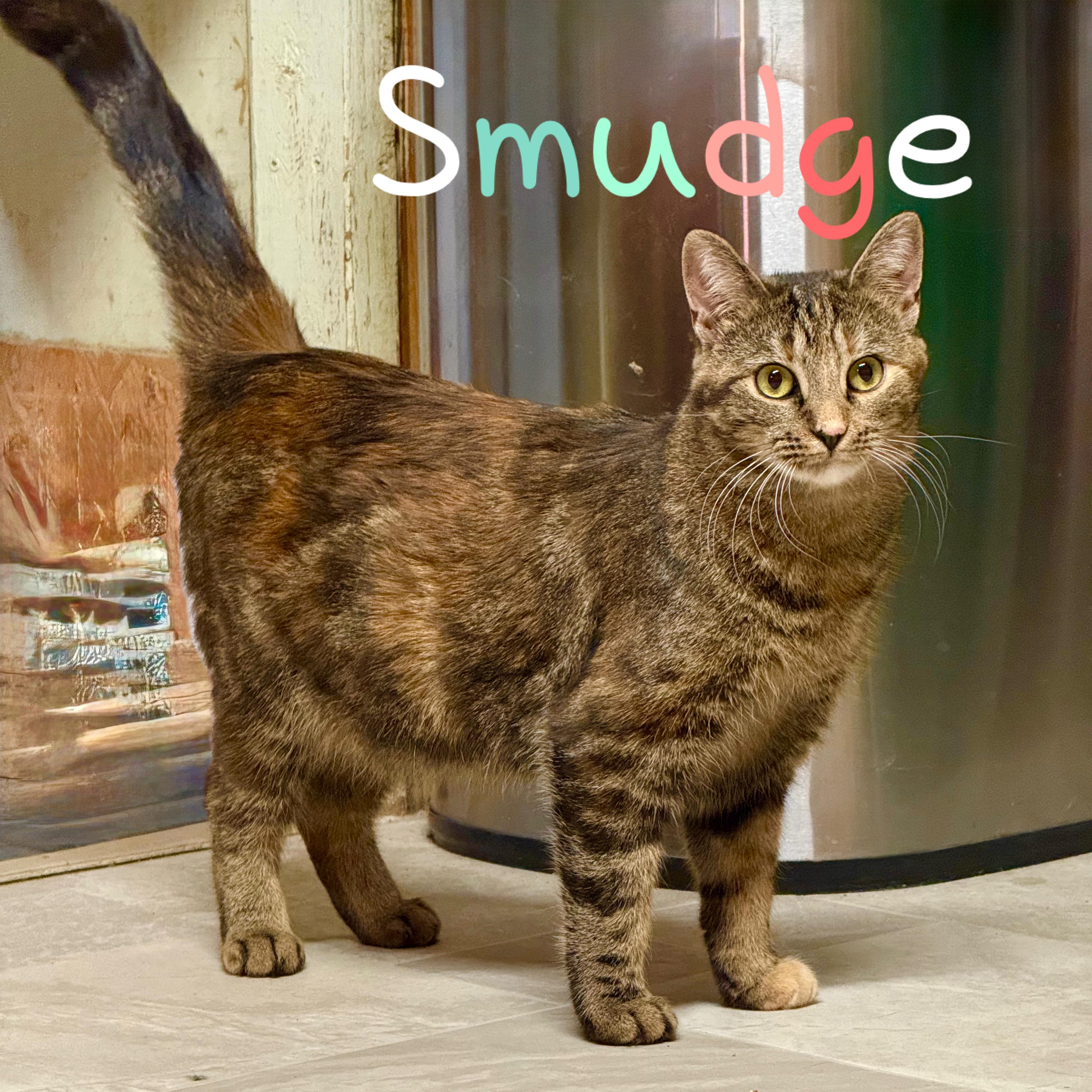 Smudge, ADOPTABLE, Young Female Domestic Short Hair.