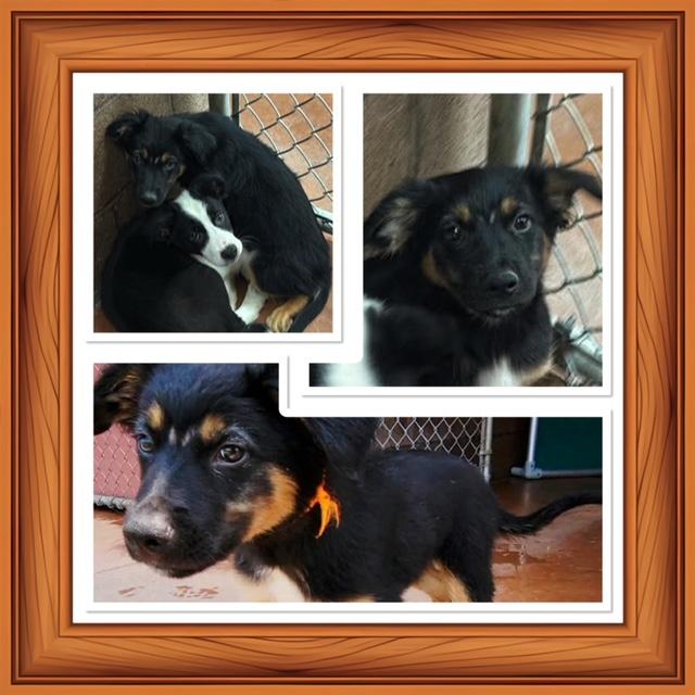 JAMISON, ADOPTABLE, Puppy Male Australian Shepherd & Shepherd.