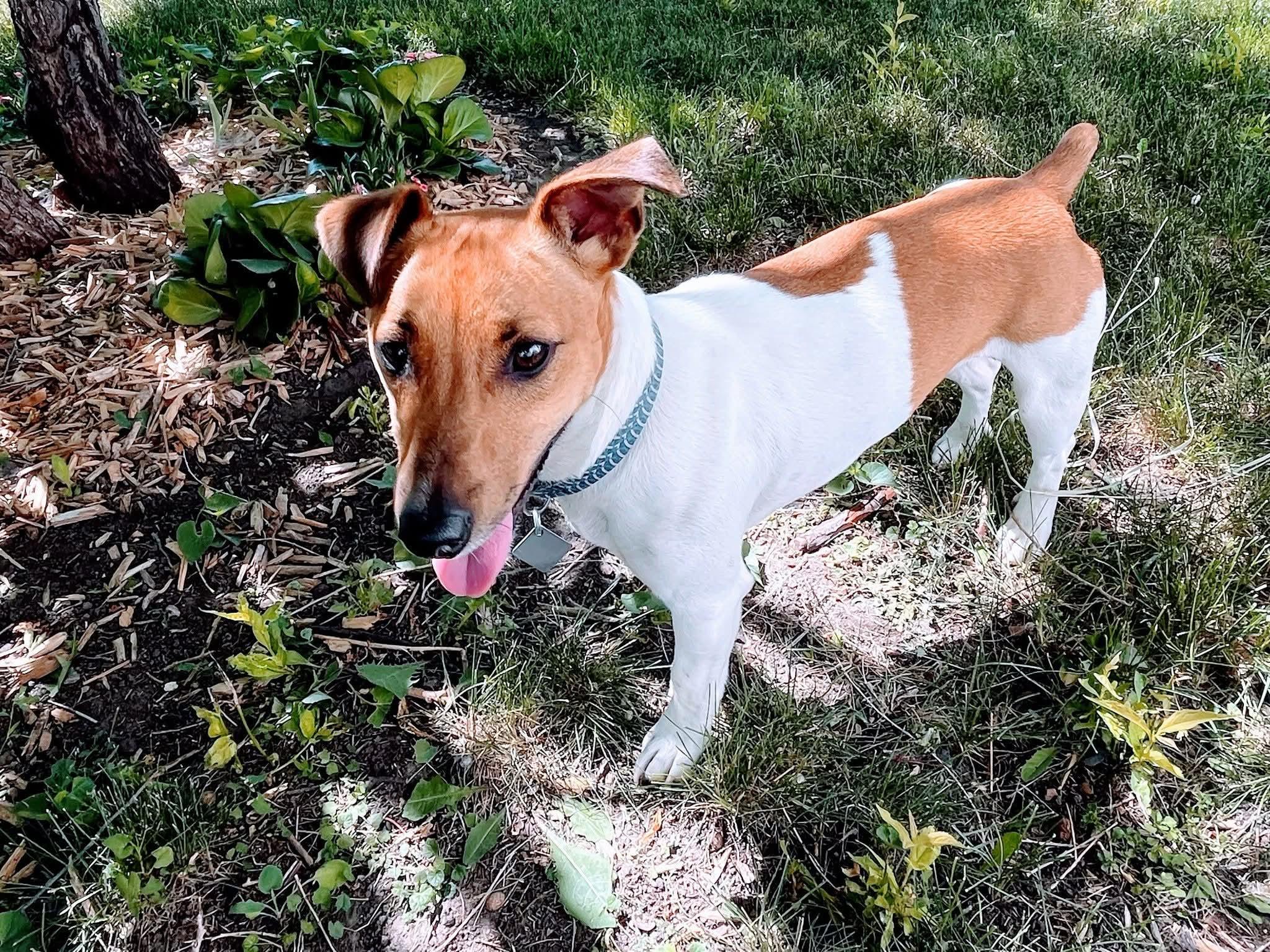 Tank, an adoptable Jack Russell Terrier in Sawyer, ND, 58781 | Photo Image 6