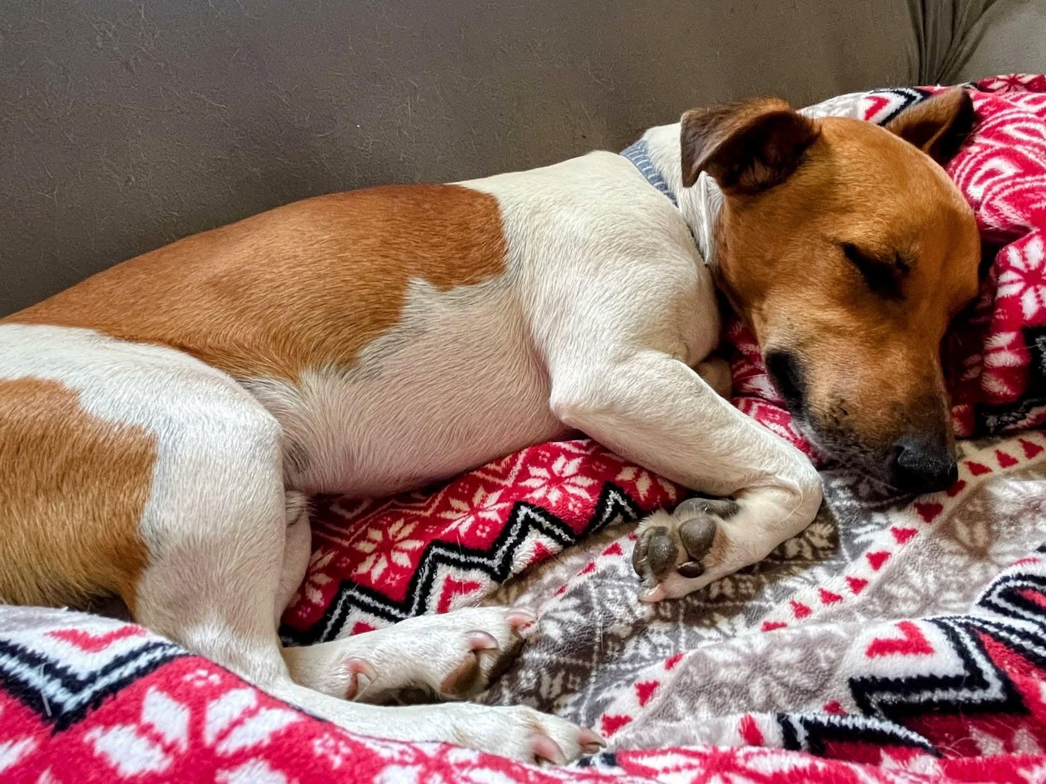 Tank, an adoptable Jack Russell Terrier in Sawyer, ND, 58781 | Photo Image 4