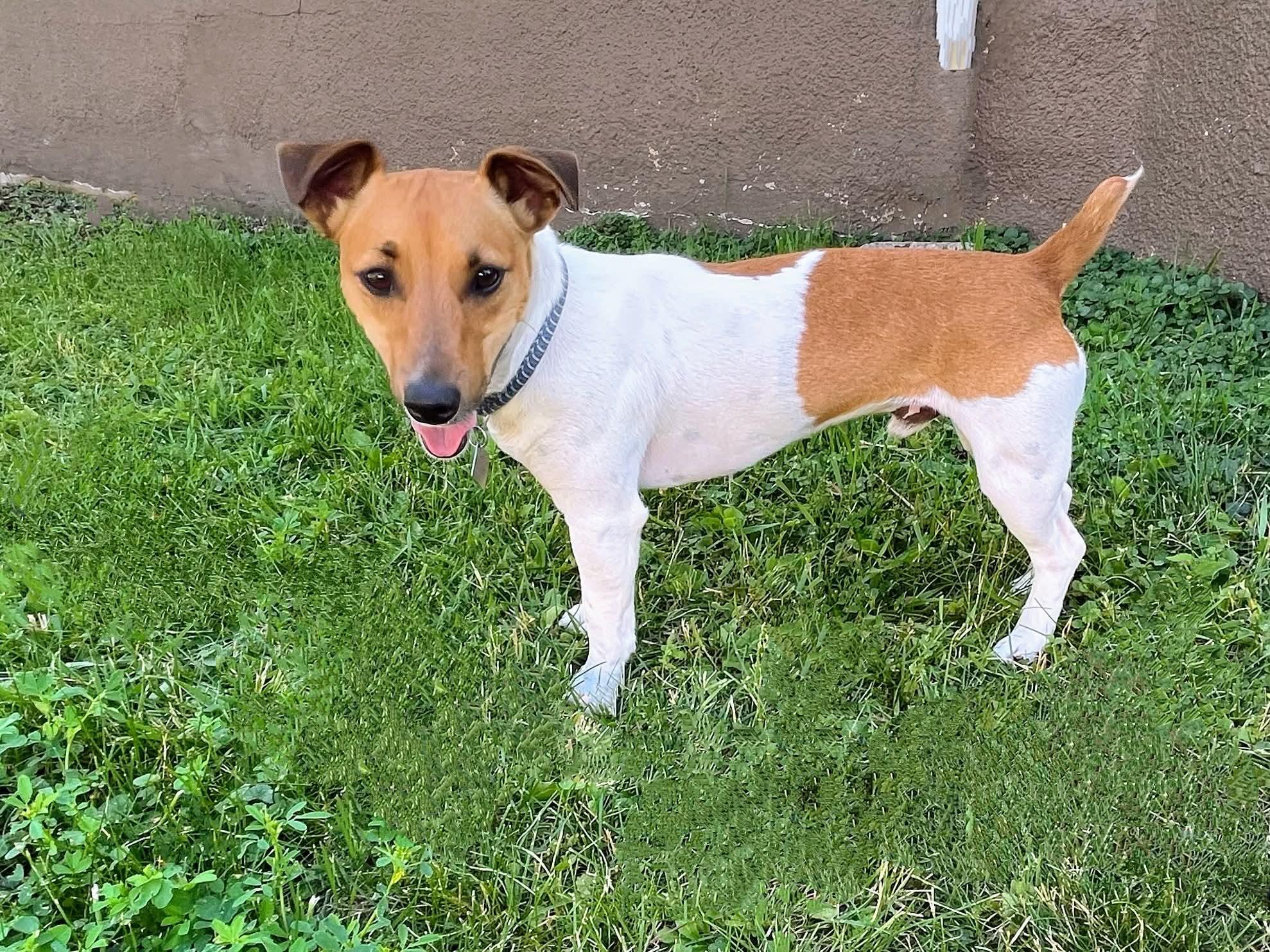 Tank, an adoptable Jack Russell Terrier in Sawyer, ND, 58781 | Photo Image 1