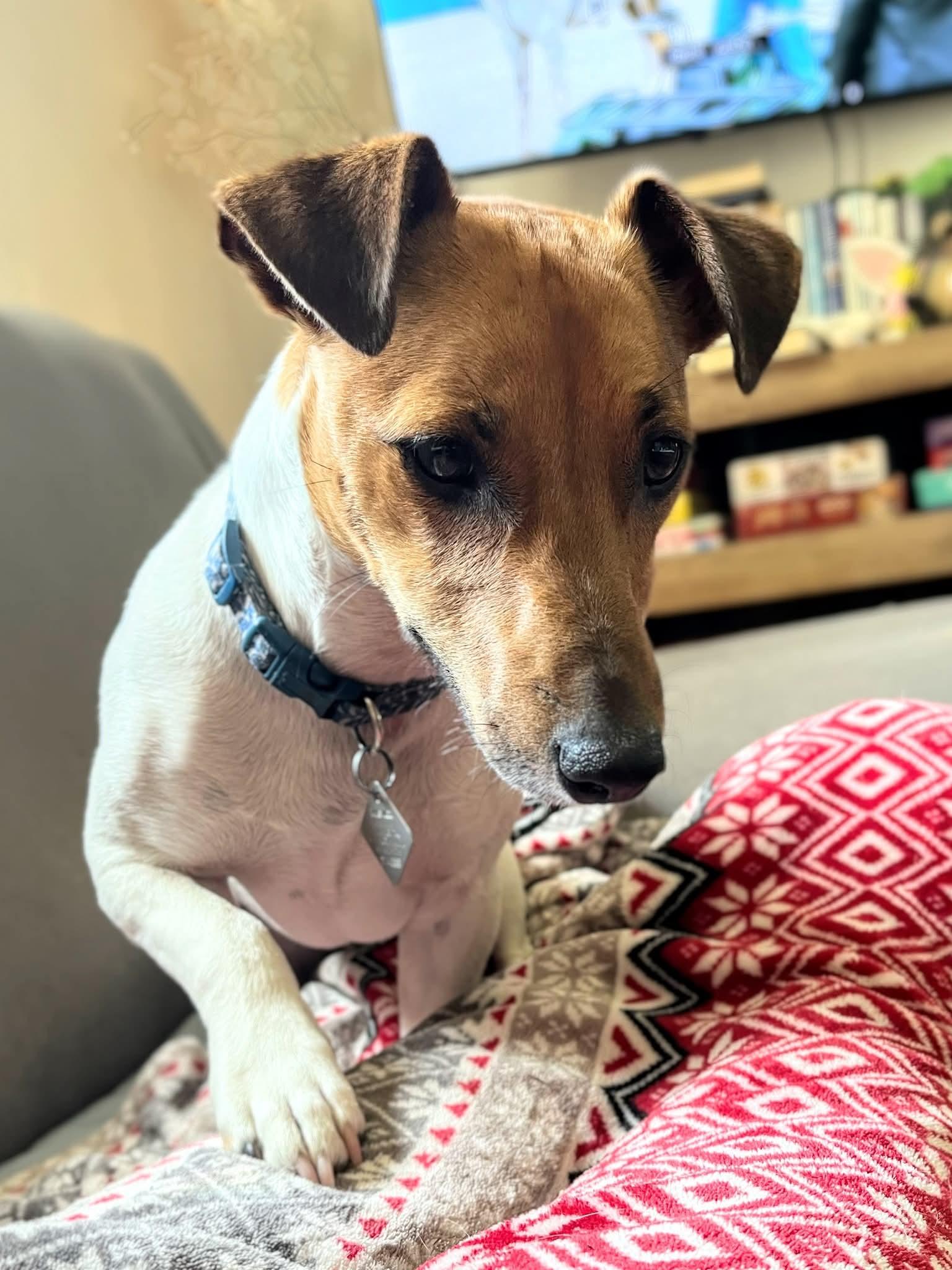 Tank, an adoptable Jack Russell Terrier in Sawyer, ND, 58781 | Photo Image 3