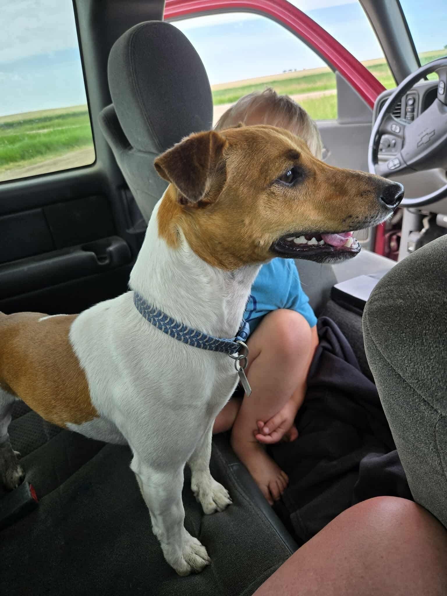 Tank, an adoptable Jack Russell Terrier in Sawyer, ND, 58781 | Photo Image 5