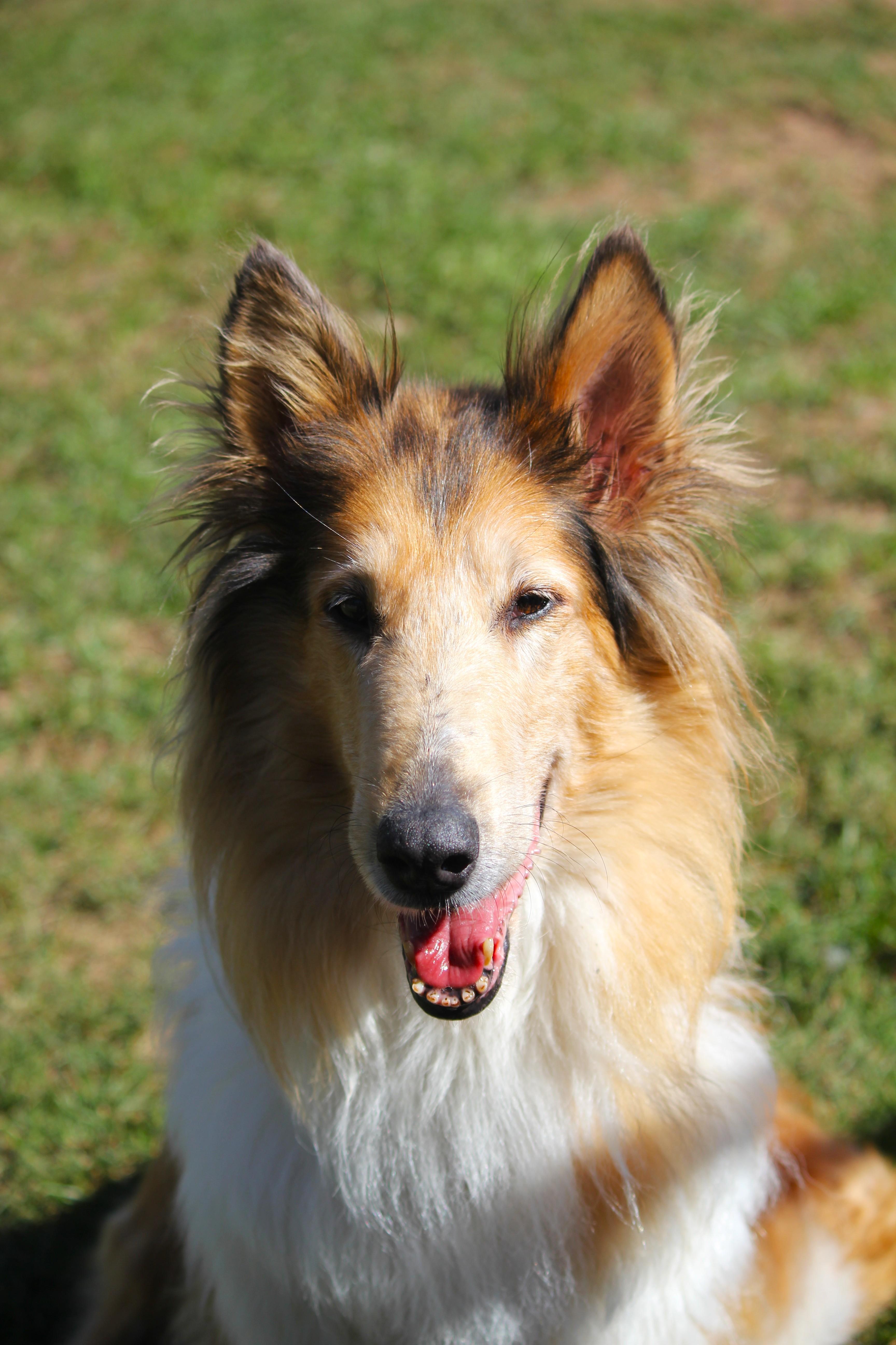 Solstice SPONSORED, Adopted, Senior Female Rough Collie.