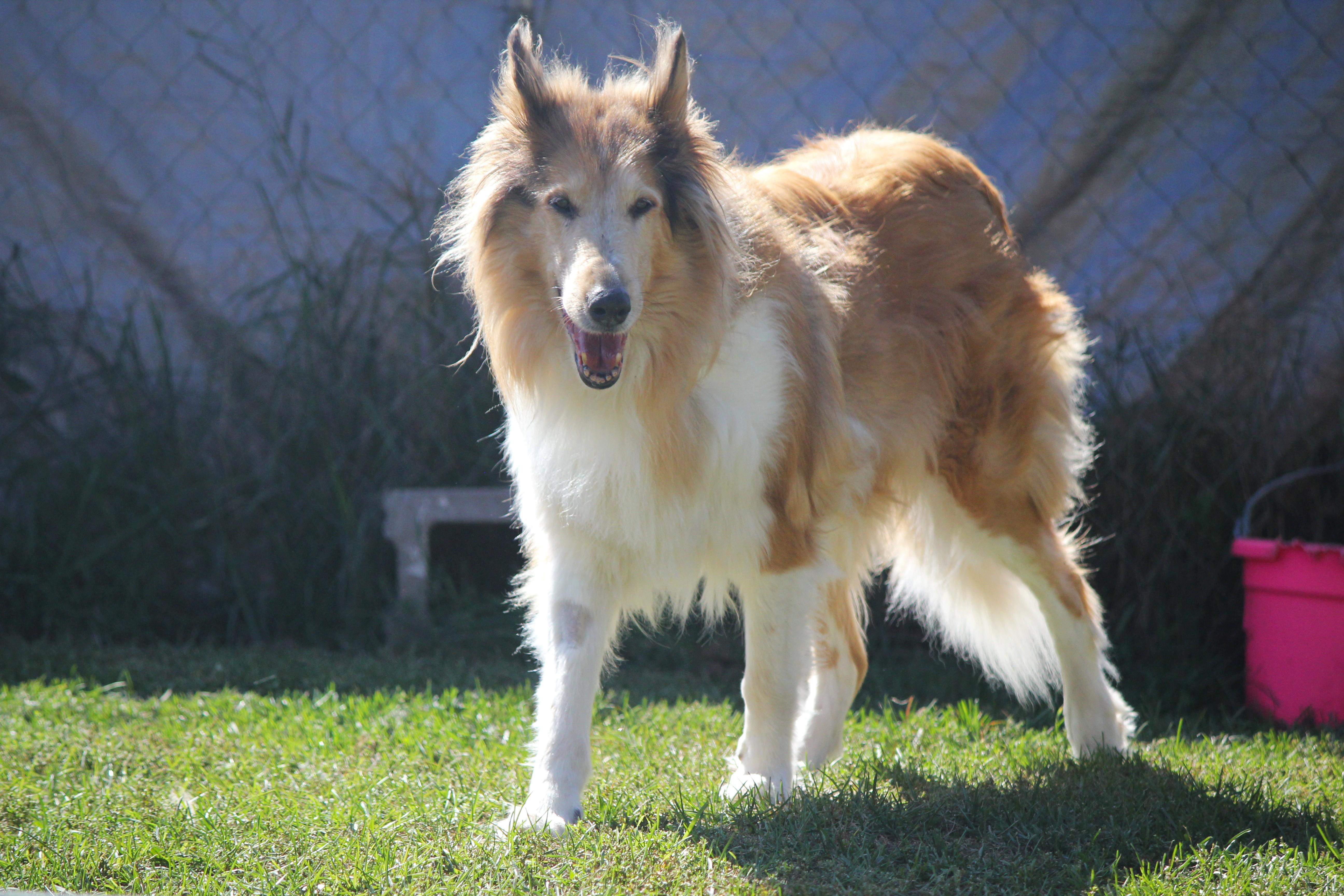 Enlarge Solstice SPONSORED, a Adopted Rough Collie in Hayward, WI image 2/4