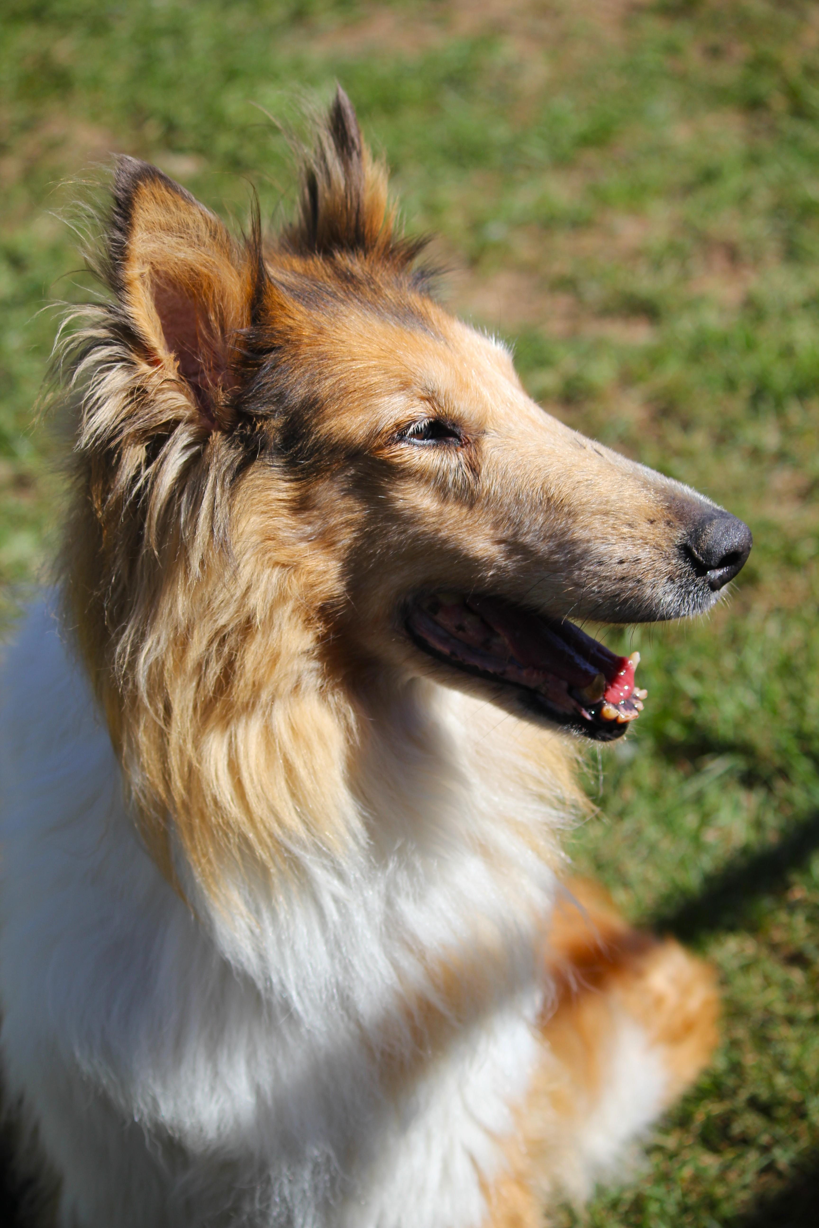 Enlarge Solstice SPONSORED, a Adopted Rough Collie in Hayward, WI image 4/4