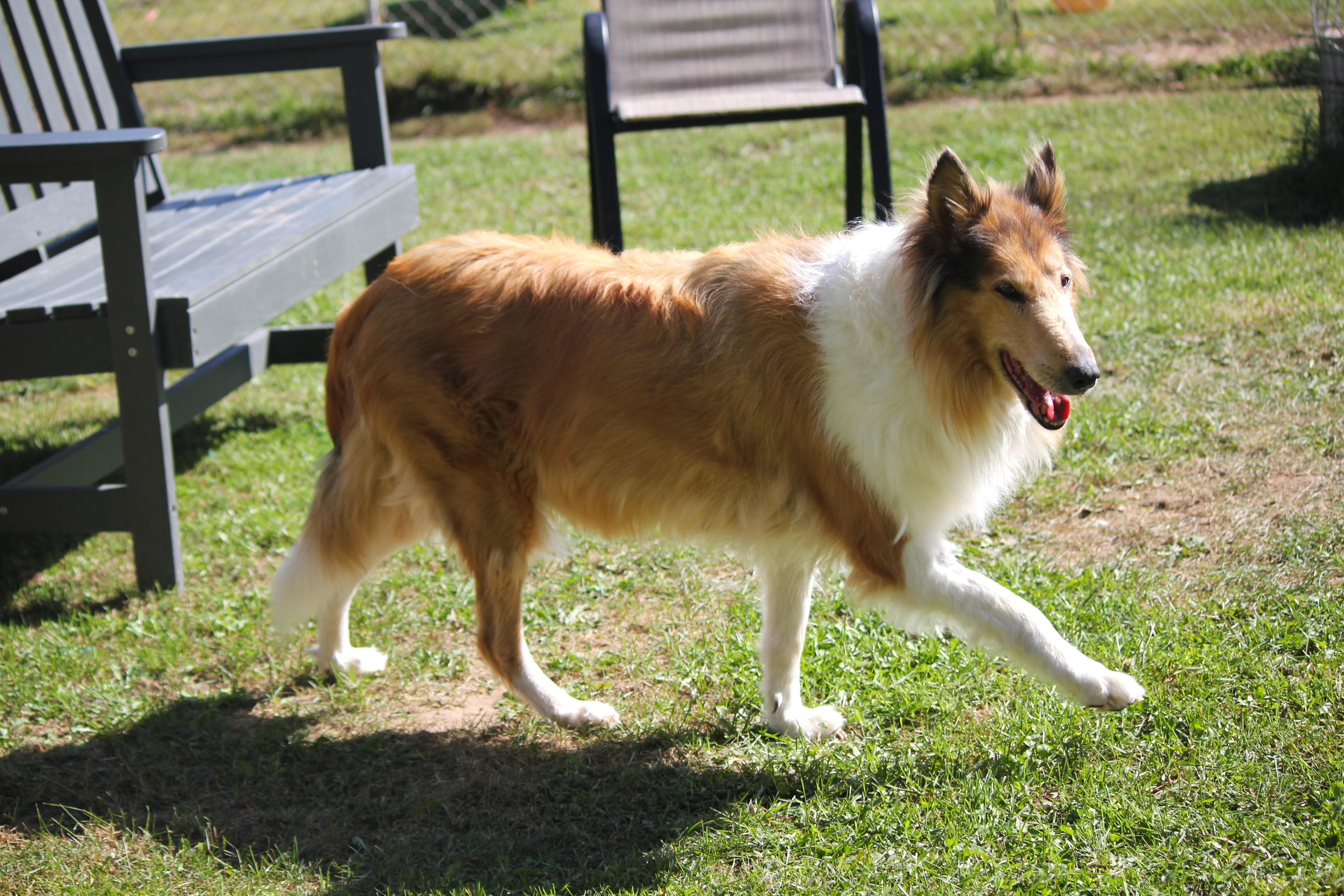 Enlarge Solstice SPONSORED, a Adopted Rough Collie in Hayward, WI image 3/4