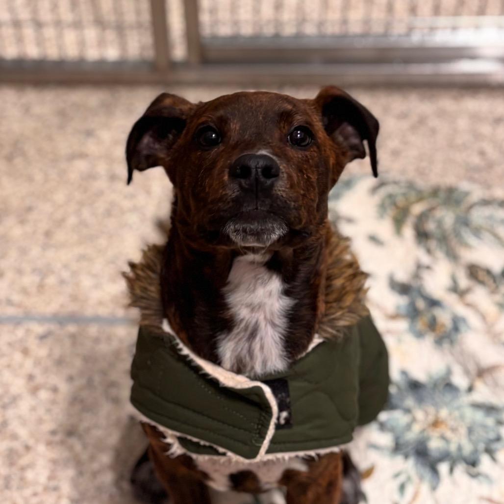 Hopper, Adoptable, Puppy Male Mixed Breed.