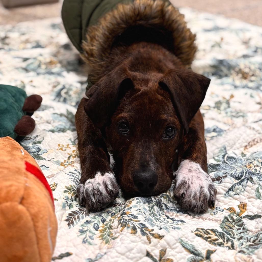 Enlarge Hopper, a Adoptable Mixed Breed in Nashville, IN image 2/4