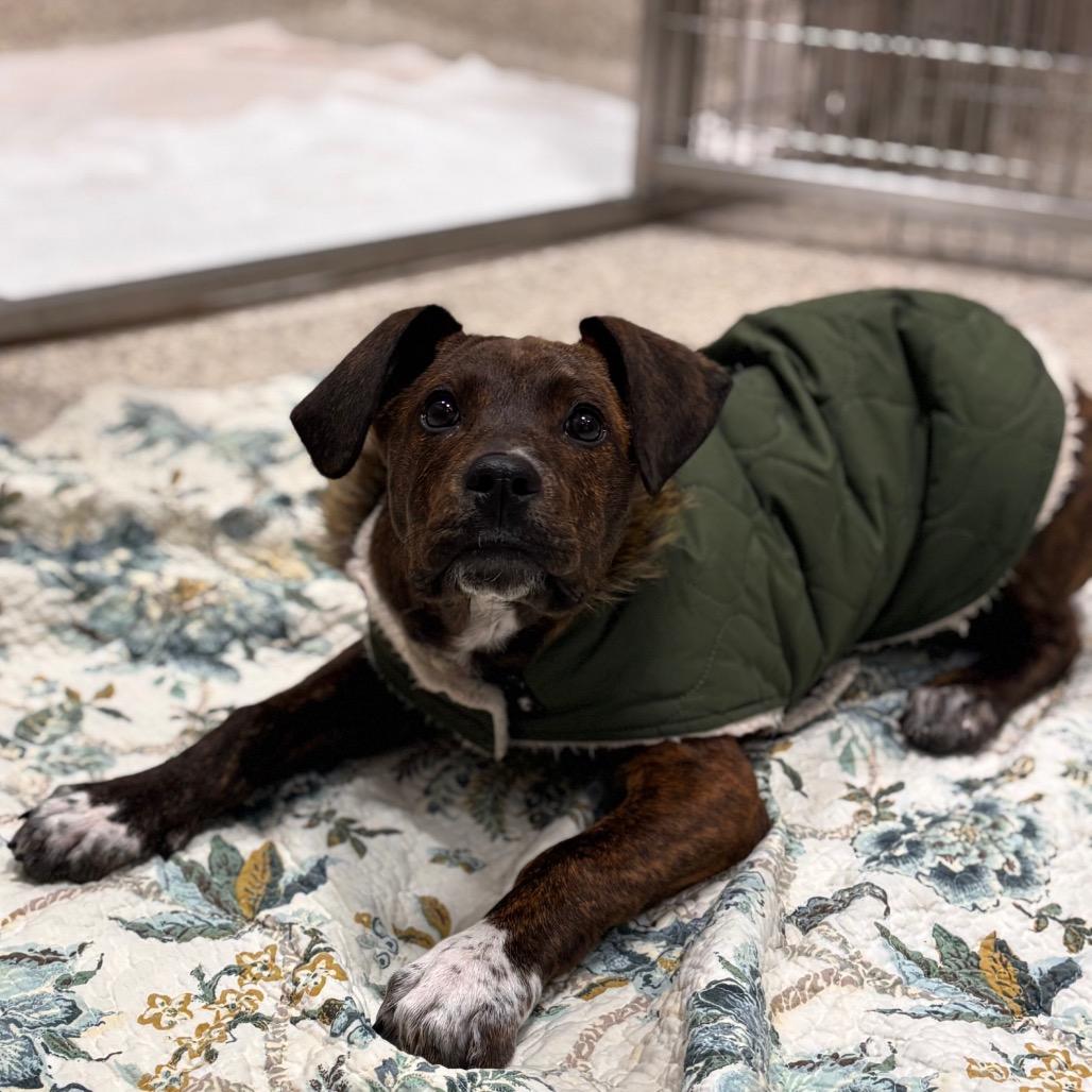 Enlarge Hopper, a Adoptable Mixed Breed in Nashville, IN image 3/4