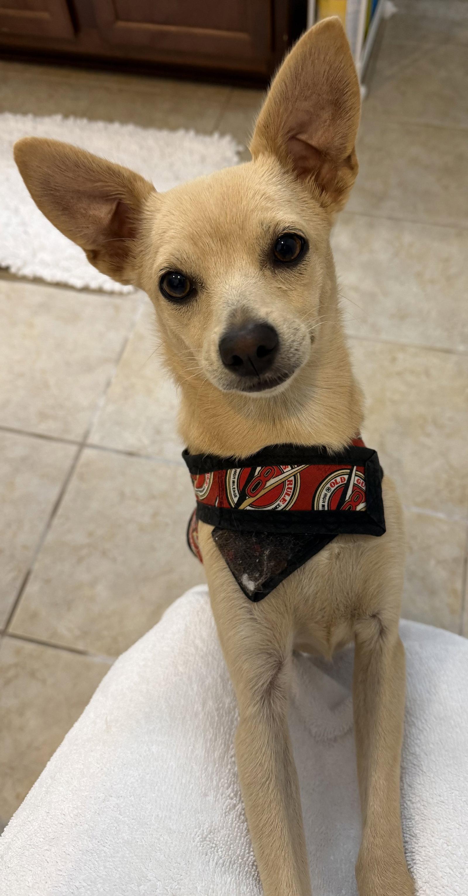 Enlarge Dolly6 (fostered in Georgia), a Adoptable Chihuahua in Cumming, GA image 1/3