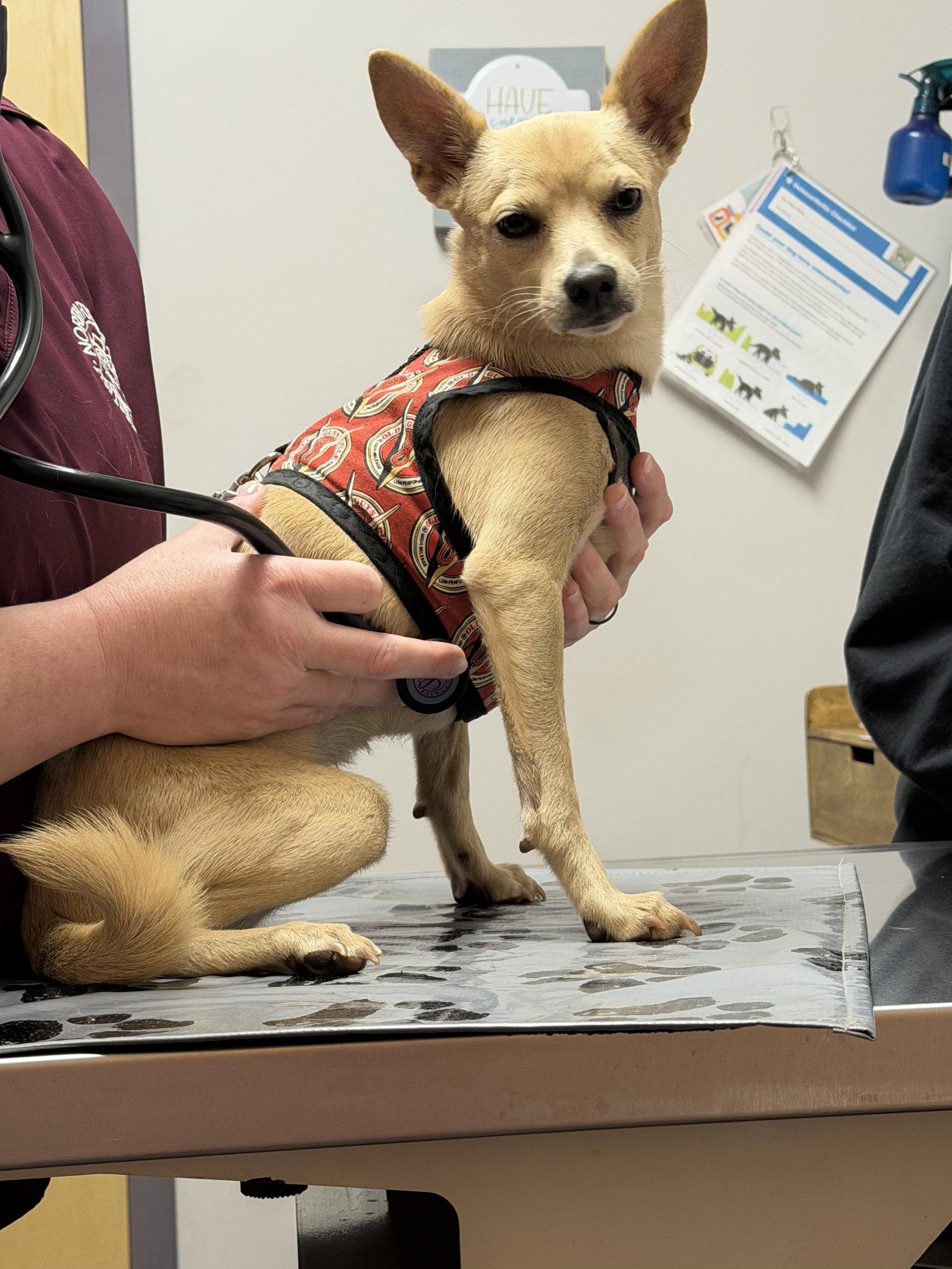 Enlarge Dolly6 (fostered in Georgia), a Adoptable Chihuahua in Cumming, GA image 2/3