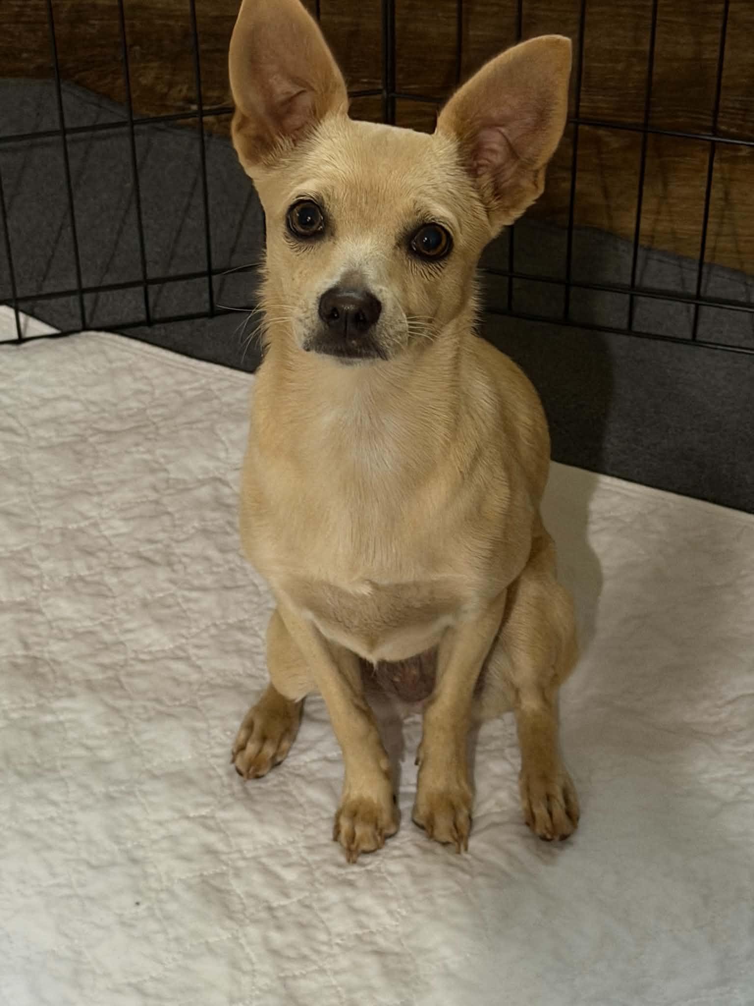 Enlarge Dolly6 (fostered in Georgia), a Adoptable Chihuahua in Cumming, GA image 3/3