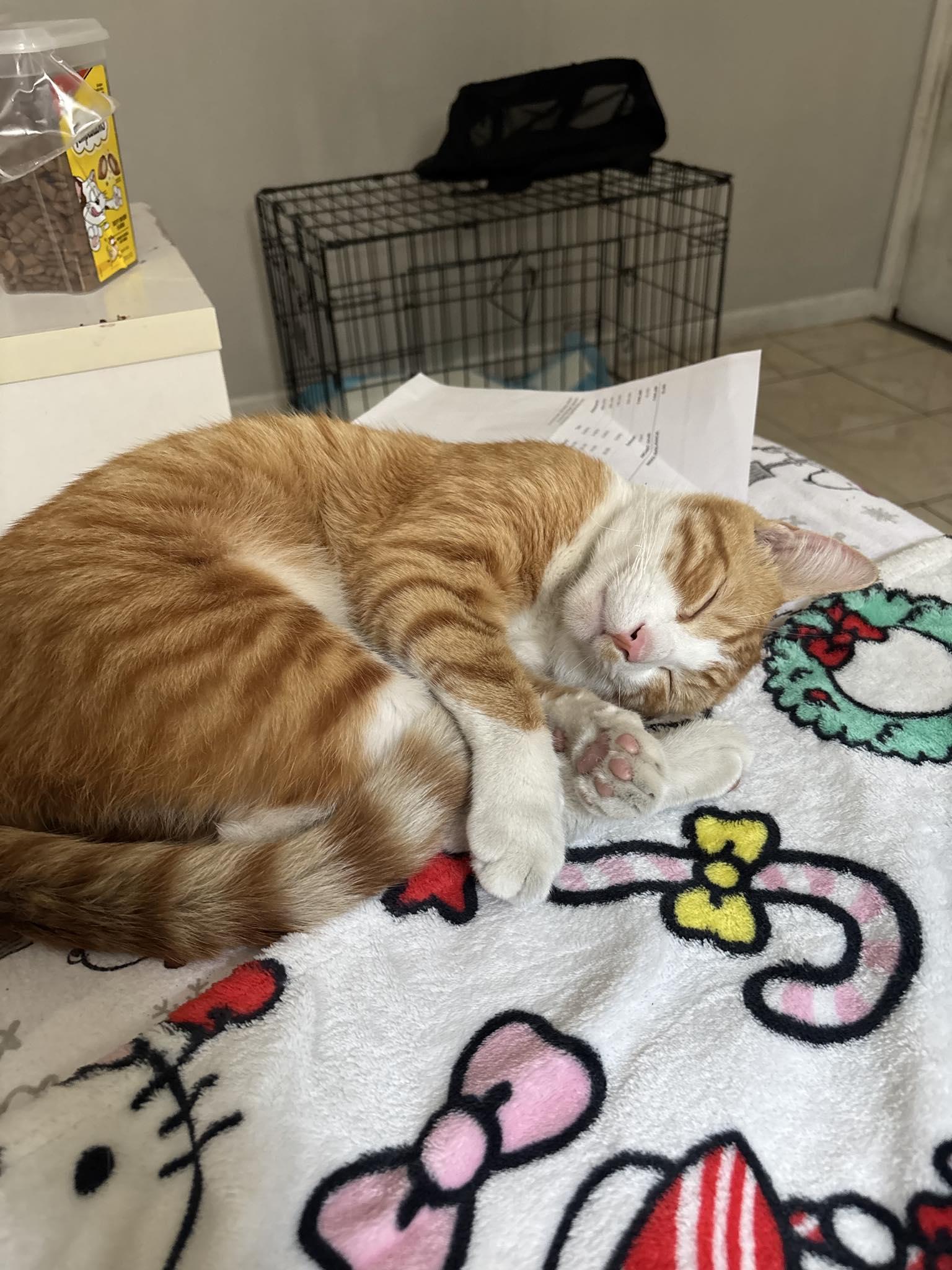 Theo, a Adoptable Domestic Short Hair in Sherman Oaks, CA image 4/5