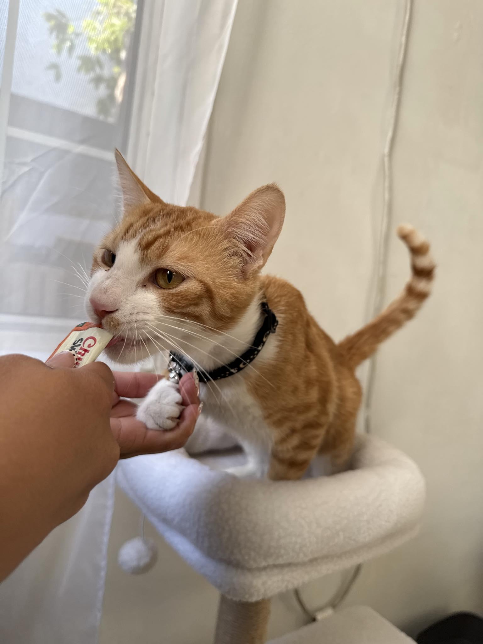 Theo, a Adoptable Domestic Short Hair in Sherman Oaks, CA image 3/5