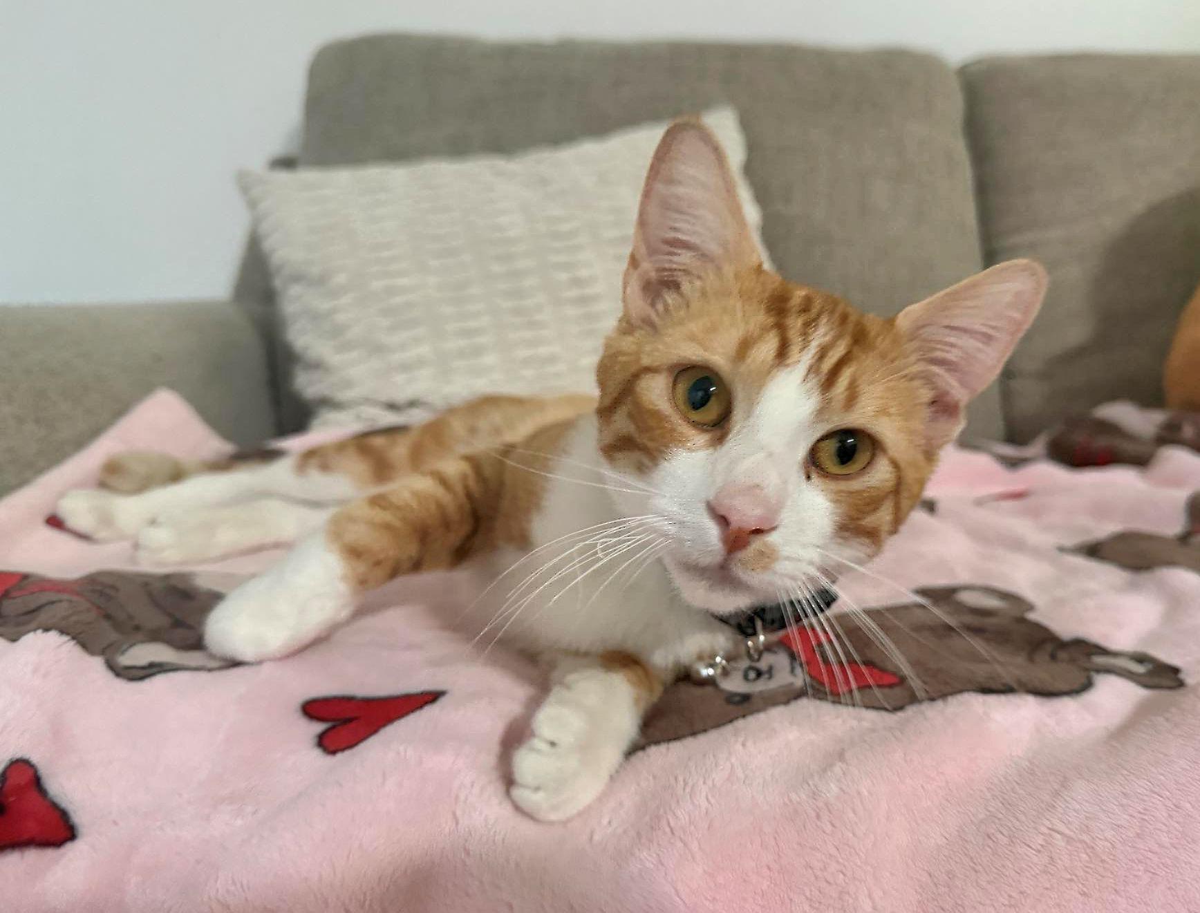 Theo, a Adoptable Domestic Short Hair in Sherman Oaks, CA image 2/5