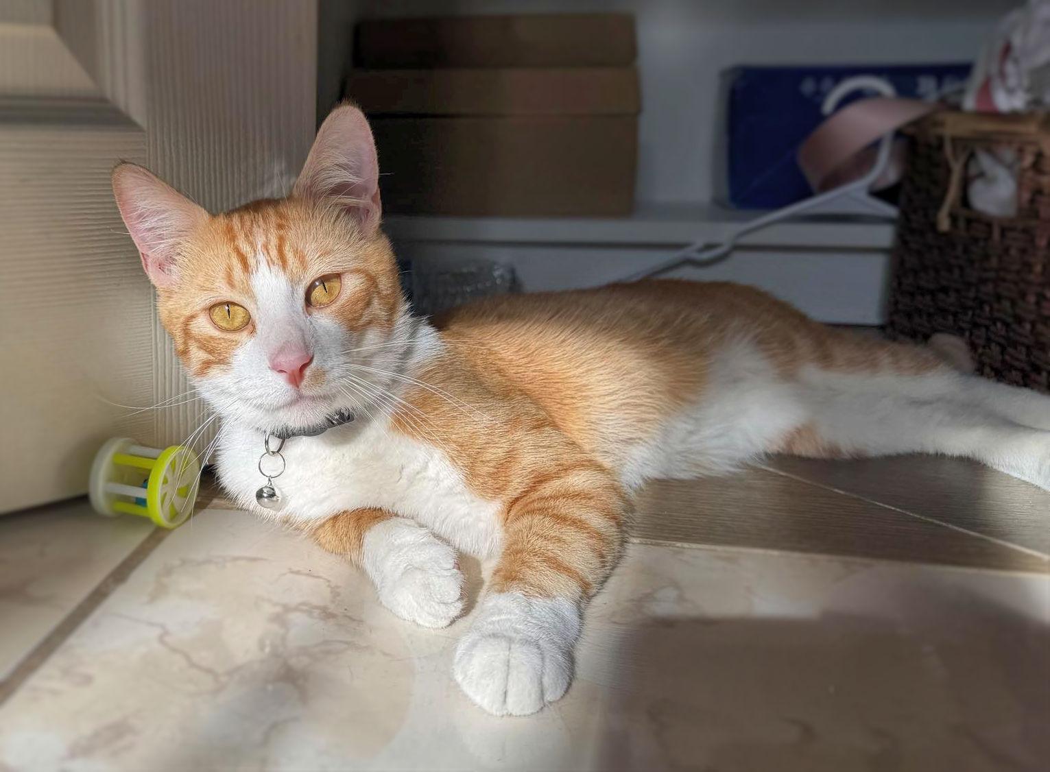 Theo, a Adoptable Domestic Short Hair in Sherman Oaks, CA image 5/5