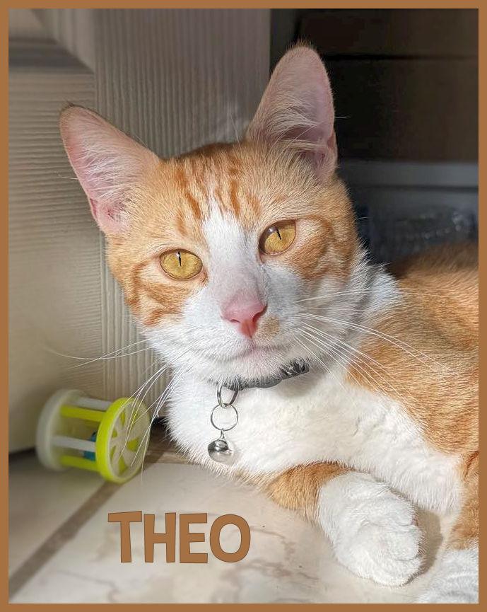 Theo, a Adoptable Domestic Short Hair in Sherman Oaks, CA image 1/5