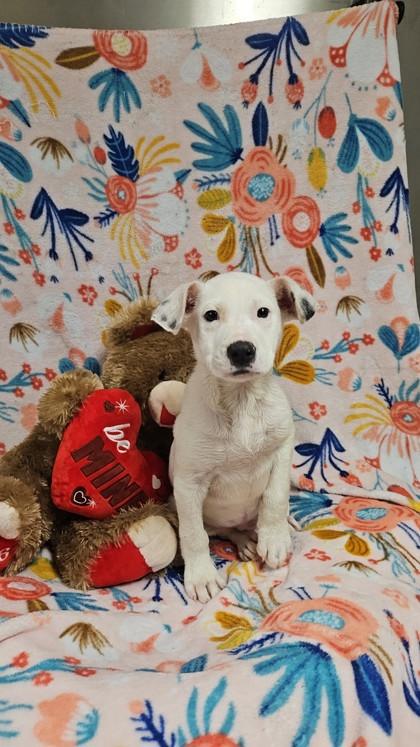 Marshmallow FKA Yellow