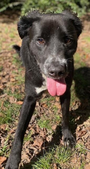 BETA, a Adoptable Labrador Retriever in Little Rock, AR image 2/5