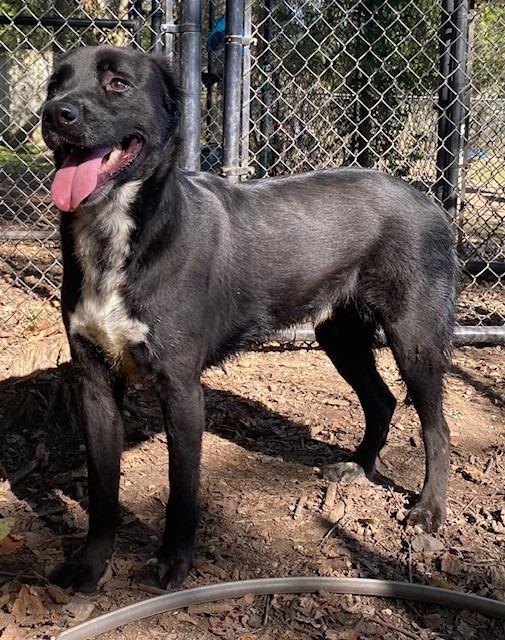 Enlarge BETA, a Adoptable Labrador Retriever in Little Rock, AR image 2/5