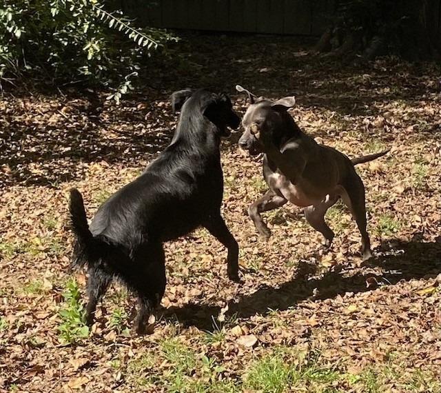 Enlarge BETA, a Adoptable Labrador Retriever in Little Rock, AR image 3/5
