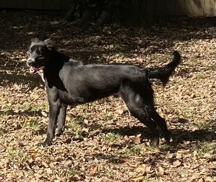 Enlarge BETA, a Adoptable Labrador Retriever in Little Rock, AR image 4/5