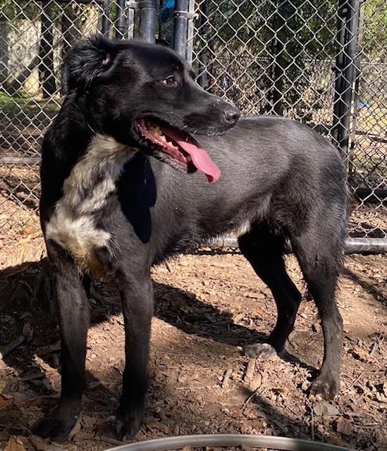 BETA, a Adoptable Labrador Retriever in Little Rock, AR image 5/5