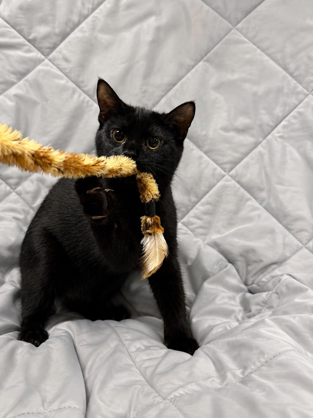 Enlarge PUSHPIN, a Adoptable Domestic Short Hair in Tillsonburg, ON image 2/4
