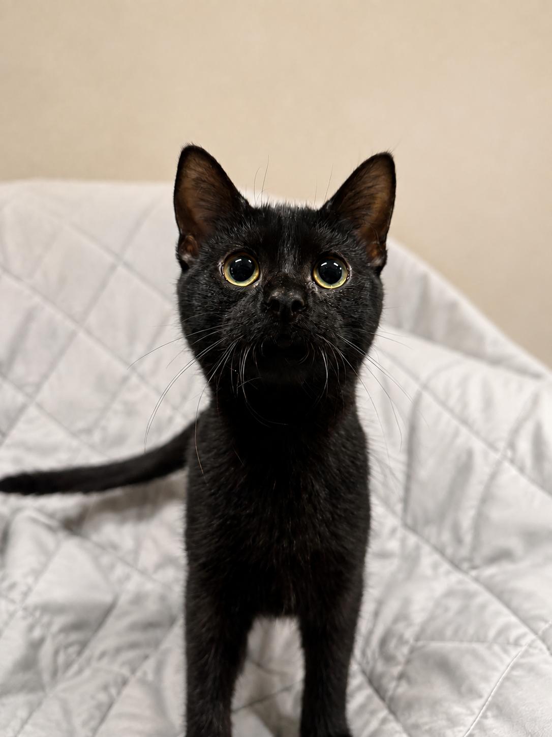Enlarge PUSHPIN, a Adoptable Domestic Short Hair in Tillsonburg, ON image 1/4