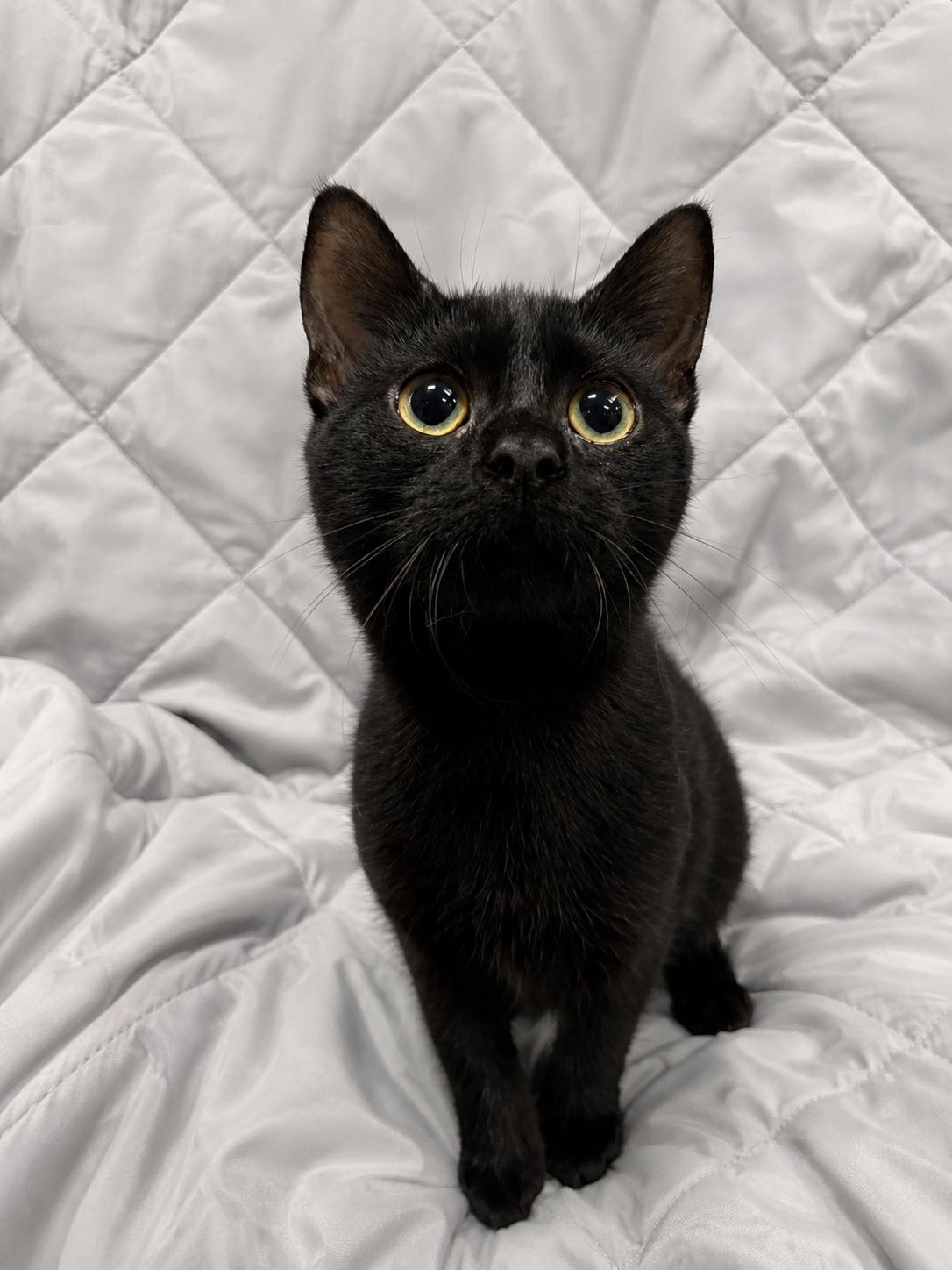 Enlarge PUSHPIN, a Adoptable Domestic Short Hair in Tillsonburg, ON image 4/4