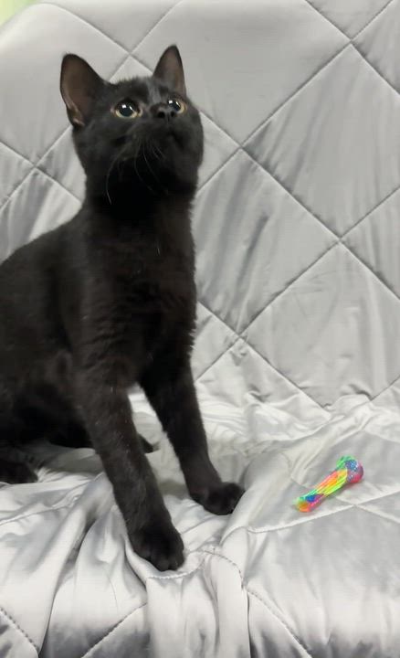 Enlarge PUSHPIN, a Adoptable Domestic Short Hair in Tillsonburg, ON video 3/4