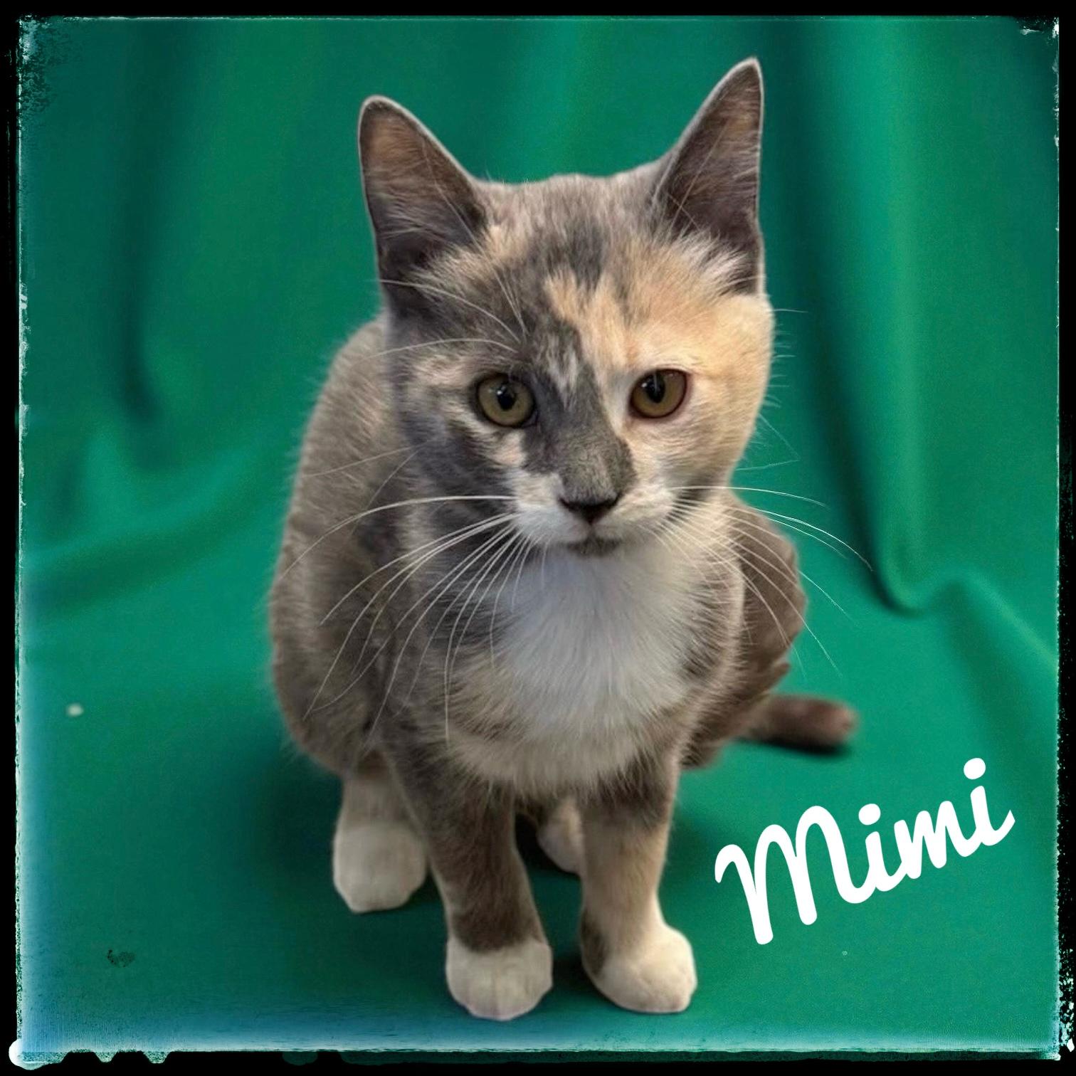 Mimi, adopted, Kitten Female Domestic Medium Hair.