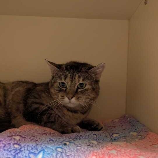 Shortcake, Adoptable, Adult Female Domestic Short Hair.