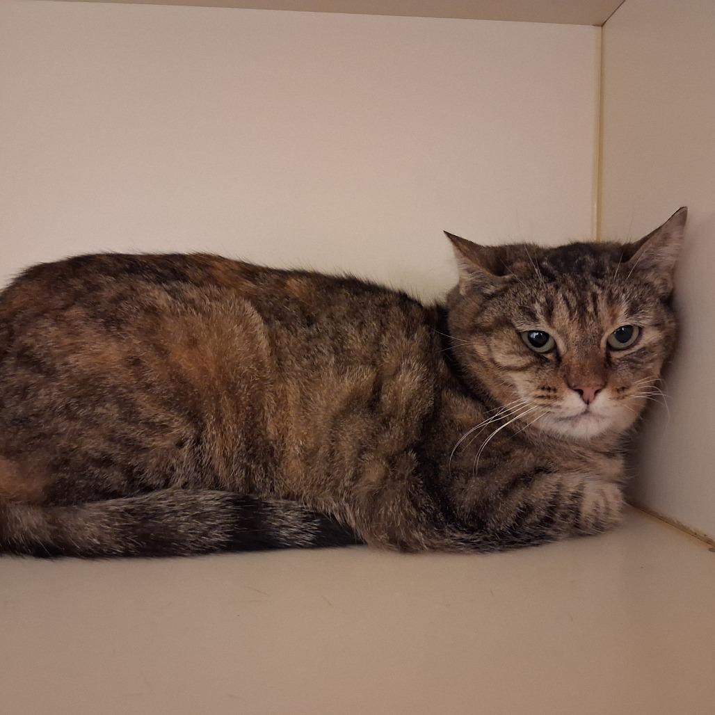 Shortcake, Adoptable, Adult Female Domestic Short Hair.