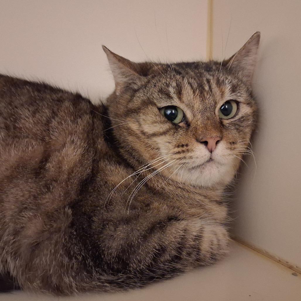 Shortcake, a Adoptable Domestic Short Hair in Dayton, OH image 3/3