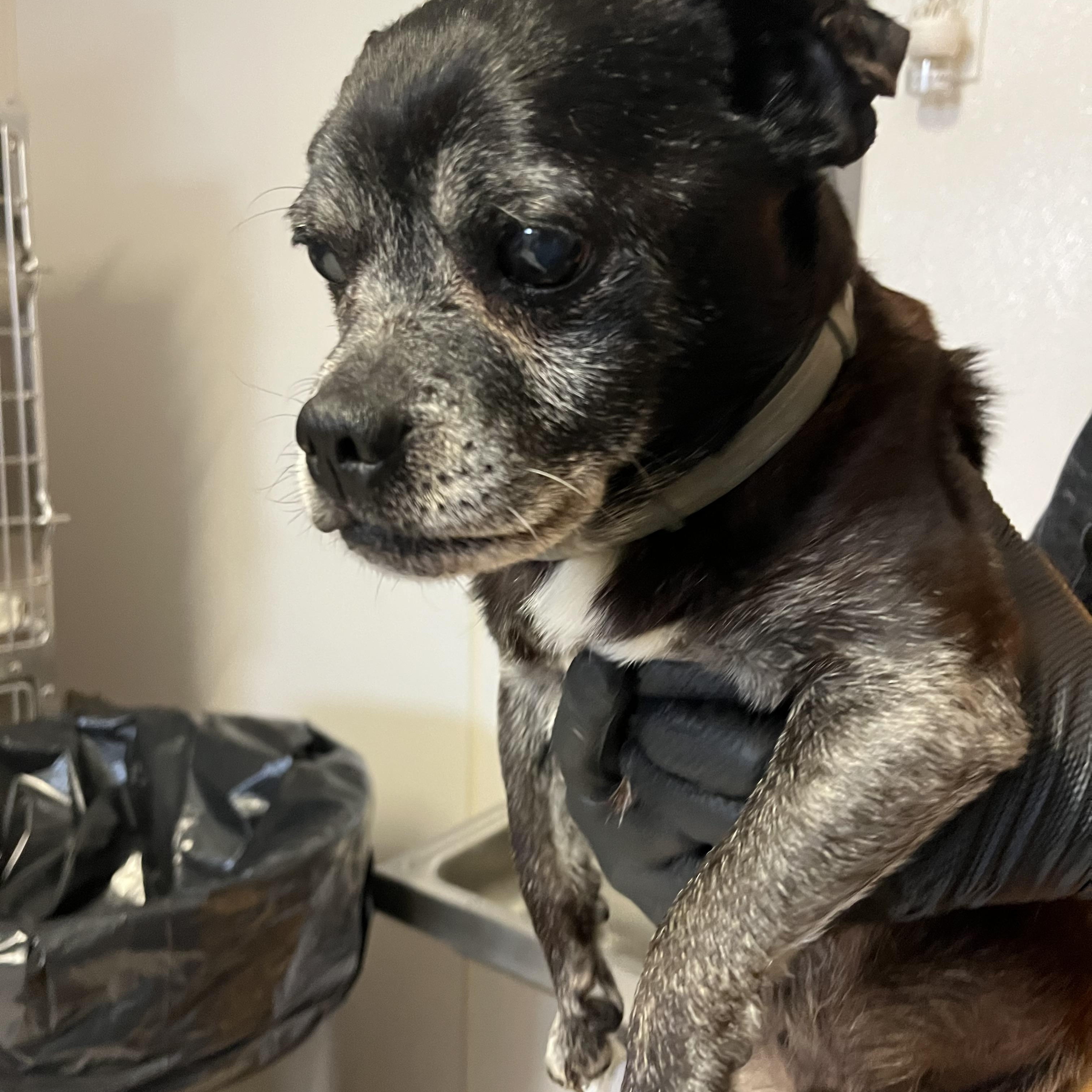 Enlarge Alverson, a ADOPTABLE mixed breed in Knoxville, TN image 2/6