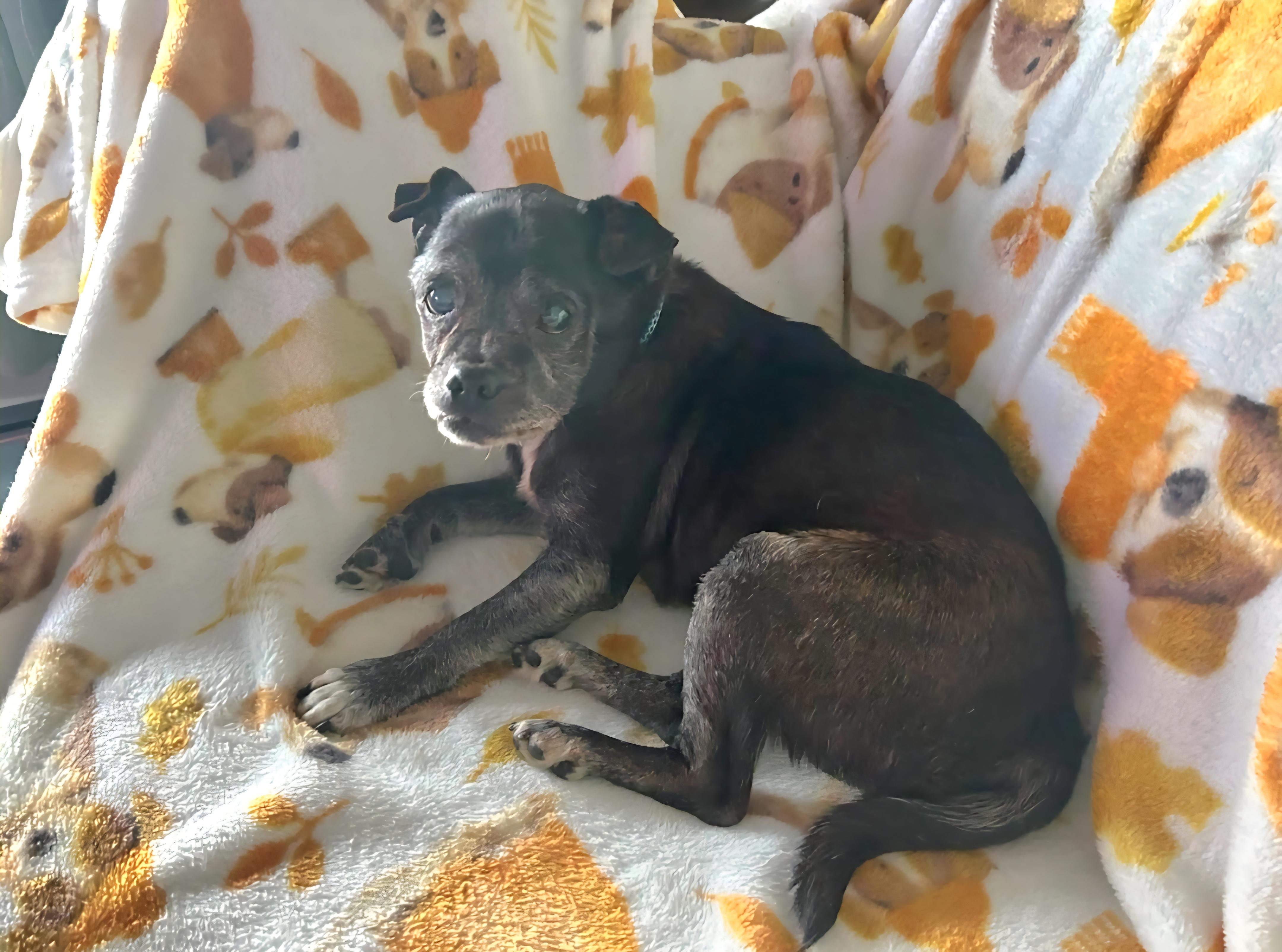 Enlarge Alverson, a ADOPTABLE mixed breed in Knoxville, TN image 4/6